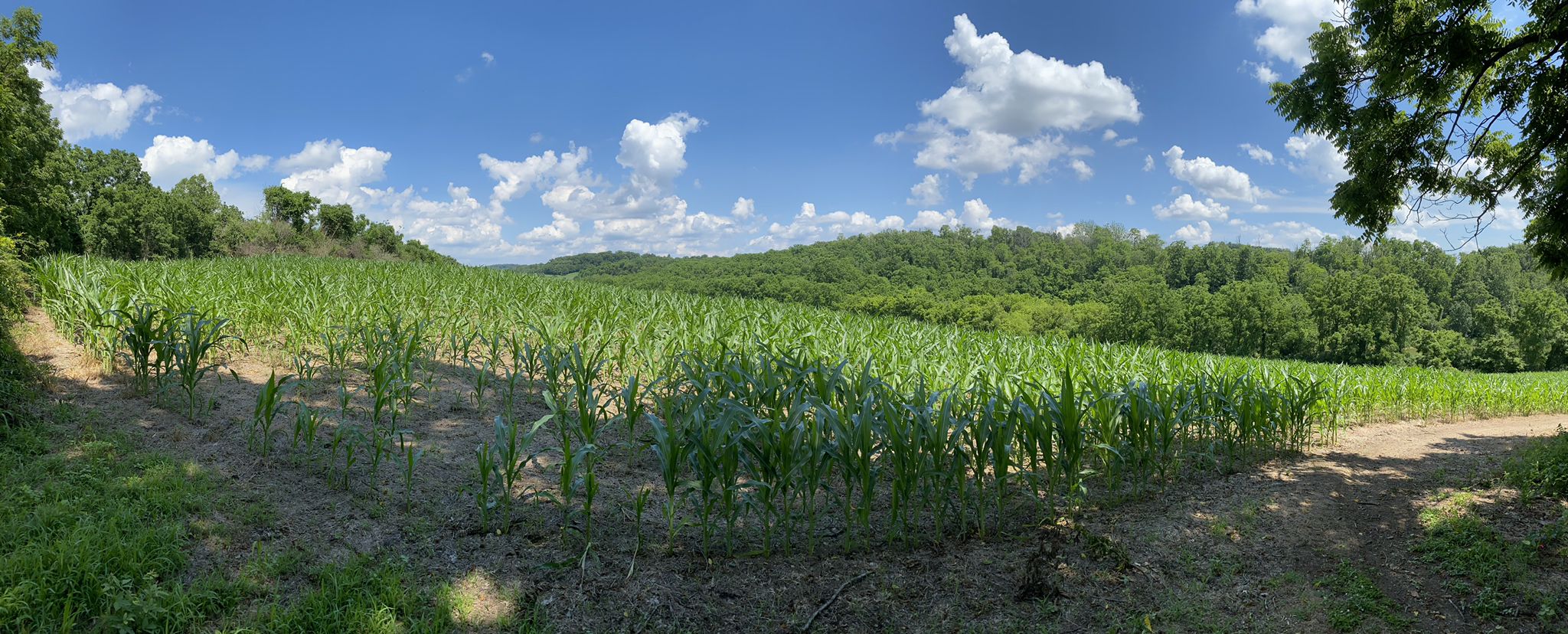 Vast green cornfield stretching towards wooded hills under a bright blue sky. - Church Road Bridge – Blue Marsh Lake loop from Blue Marsh Dike A