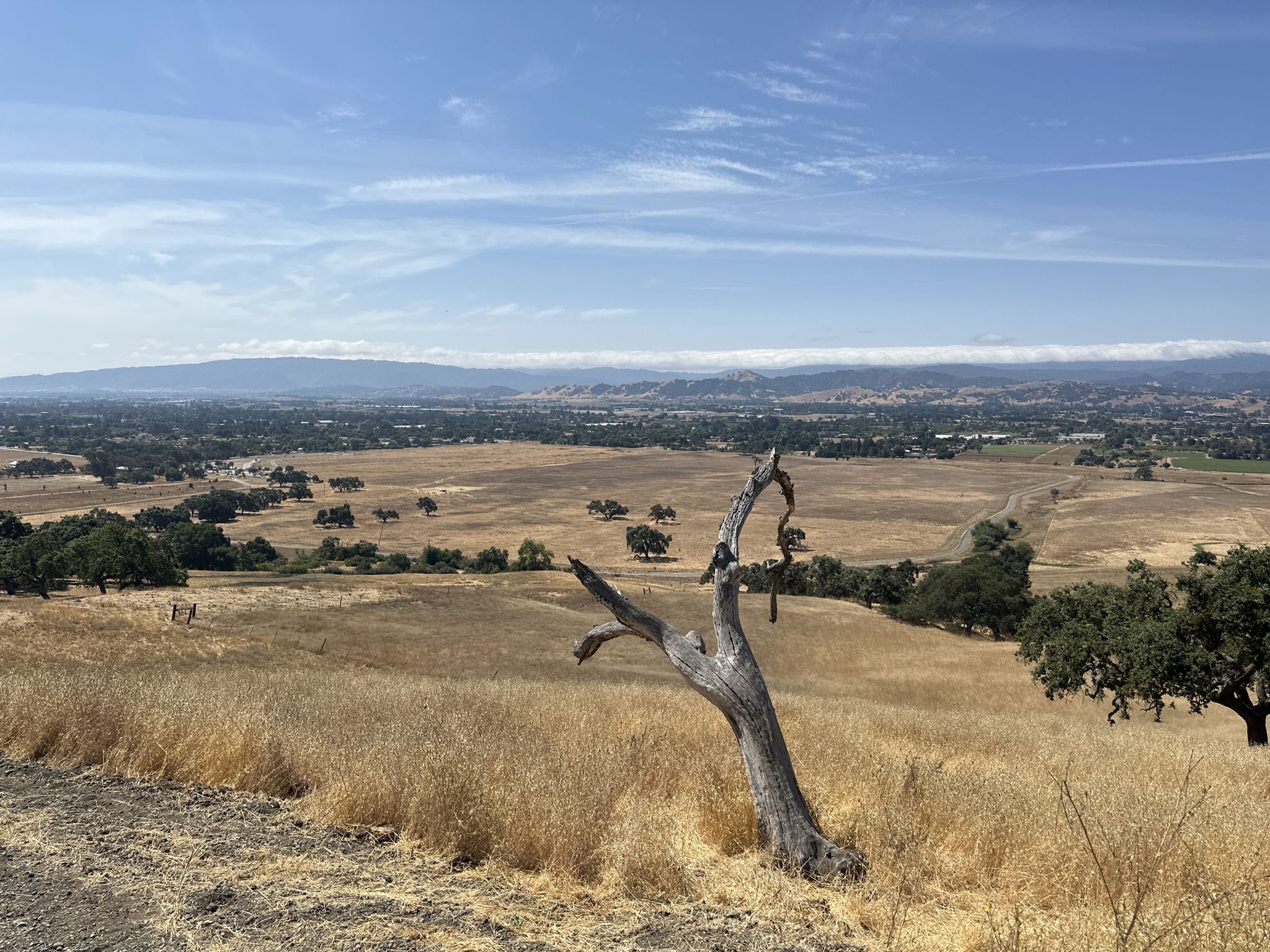 Dead tree in a golden field overlooking a distant valley under blue sky. - Harvey Bear, Coyote Ridge, and Willow Springs Loop