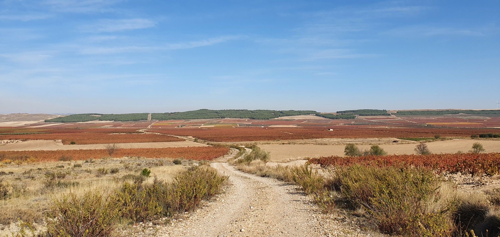 viñedos en otoño