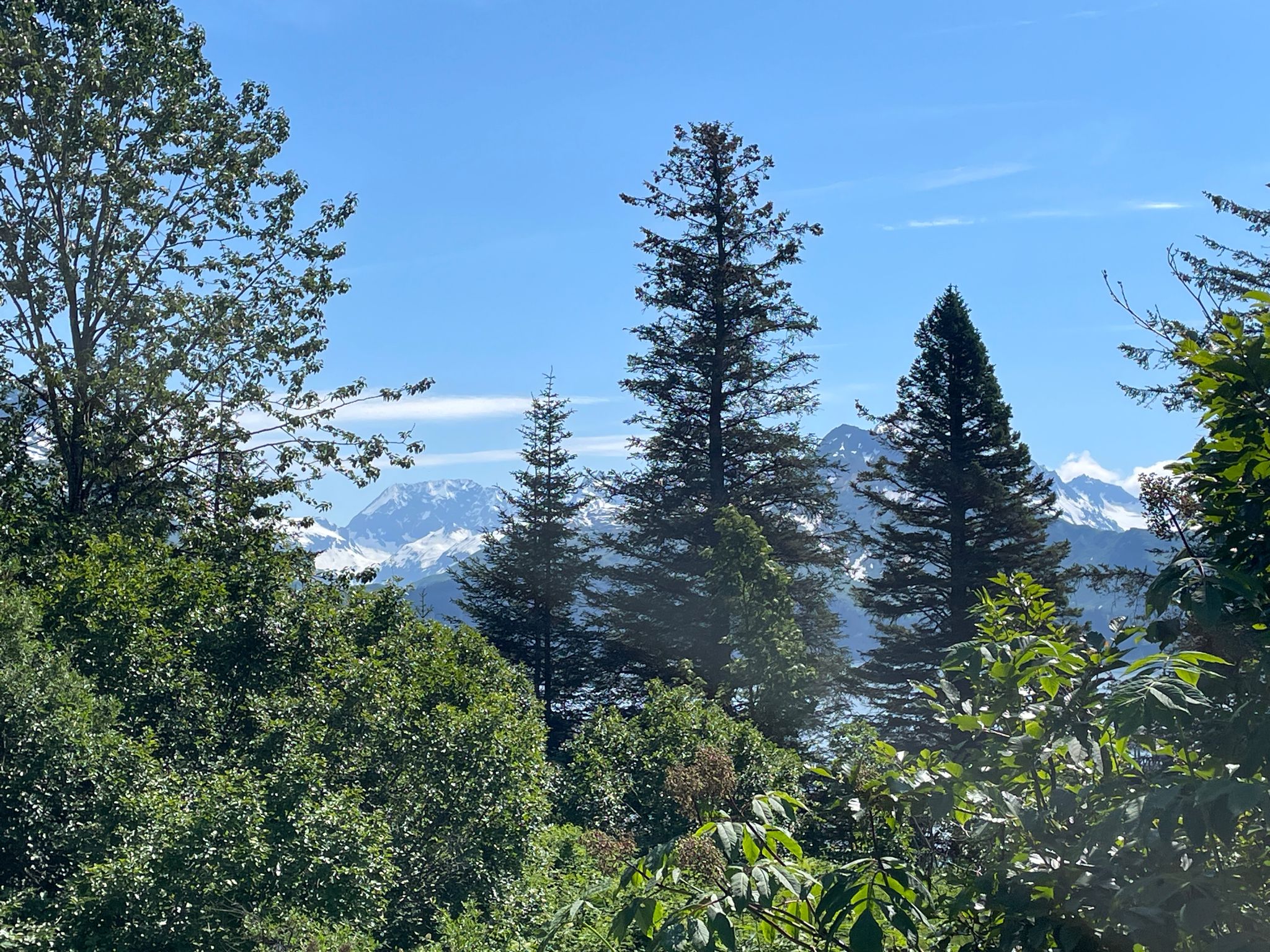 Tall evergreen trees frame distant snowy mountains under a bright blue sky. - Dock Point Trail