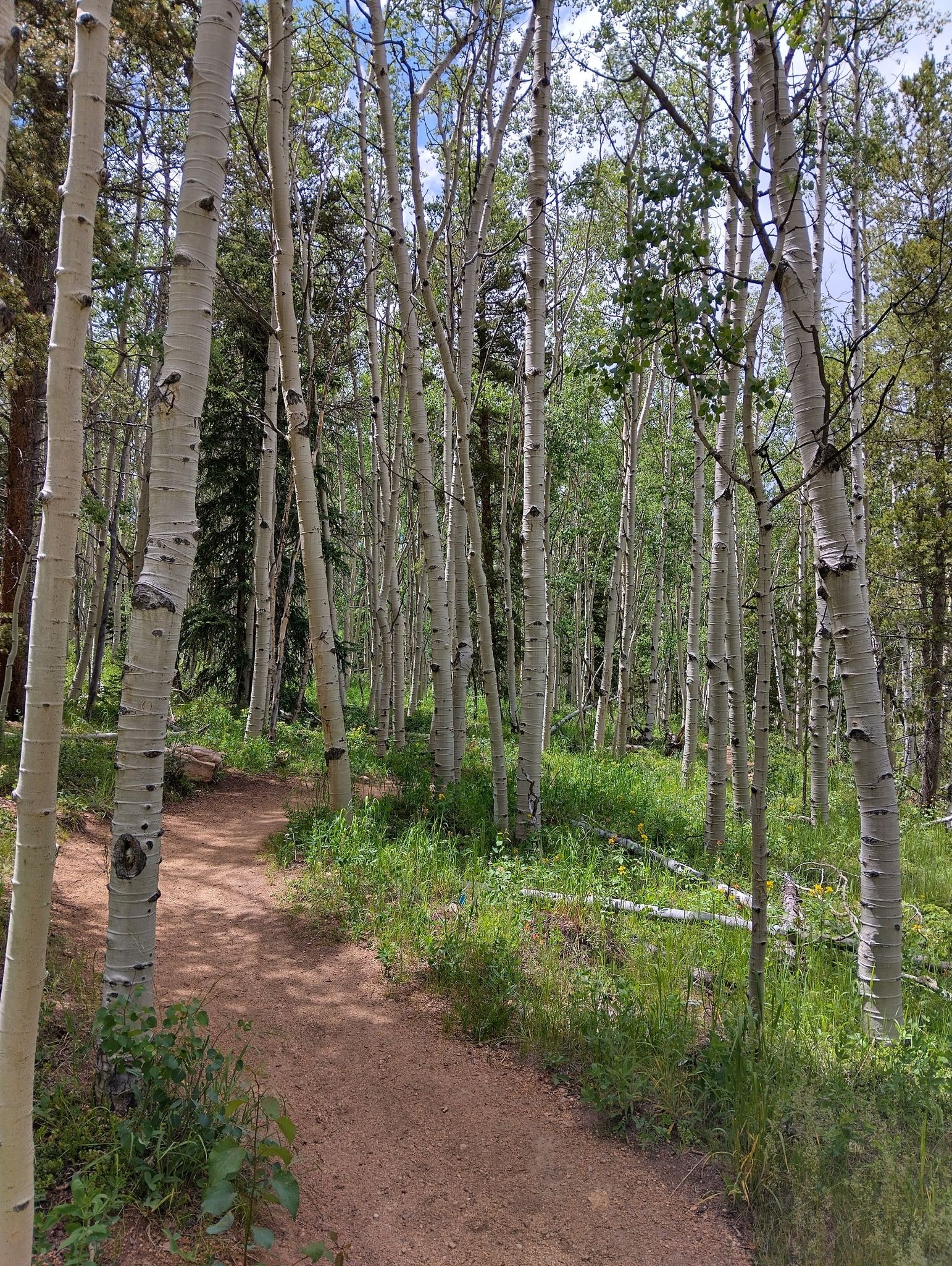 Winding dirt trail through a bright aspen forest with green undergrowth. - Colorado Trail (Segment 6)