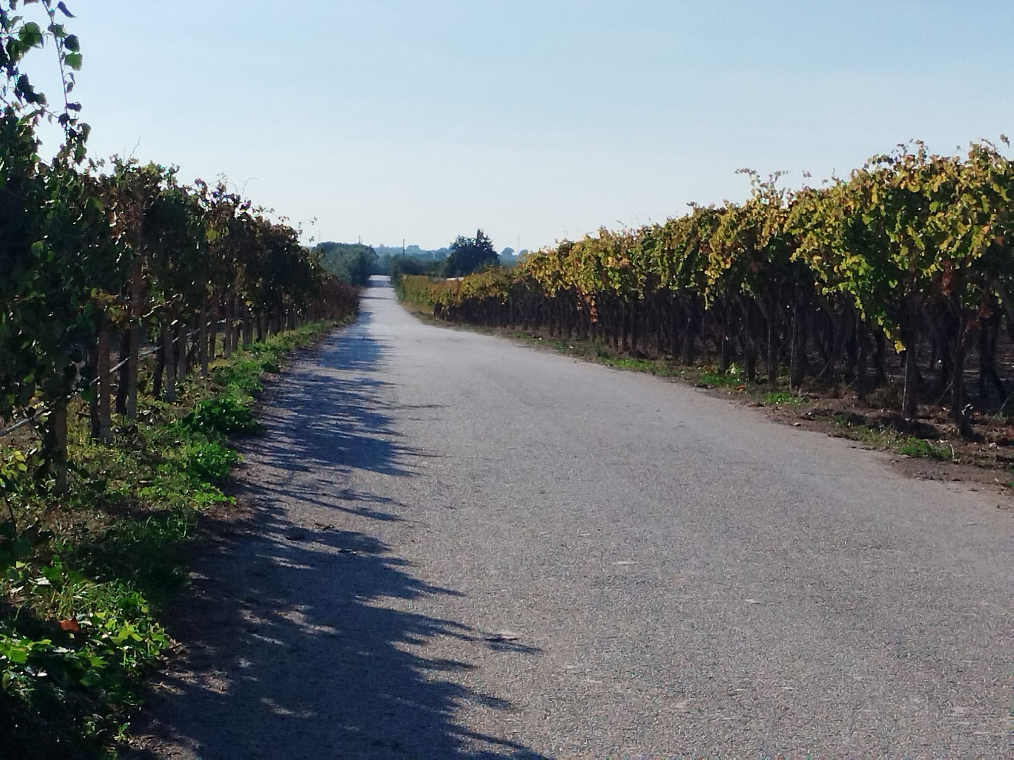 typische kleine Straße, diesmal mit Wein