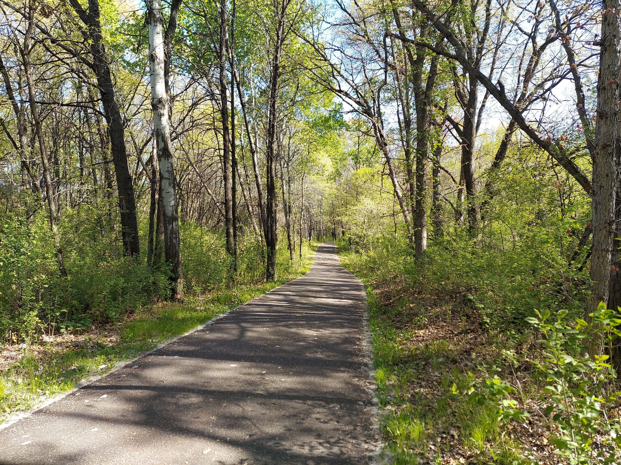 Paved path winding through a bright green forest, sunny. - Gateway State Trail loop from Pine Springs