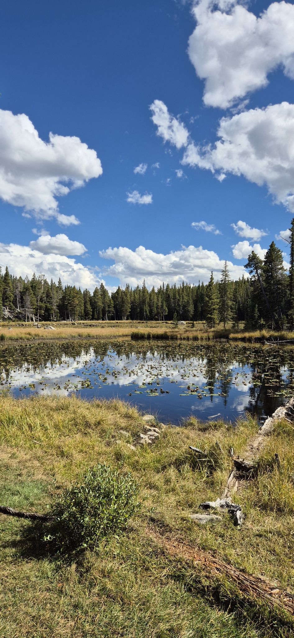 Sunny pond with lily pads, surrounded by green grass and a dense forest. - Sherd Lake Trail