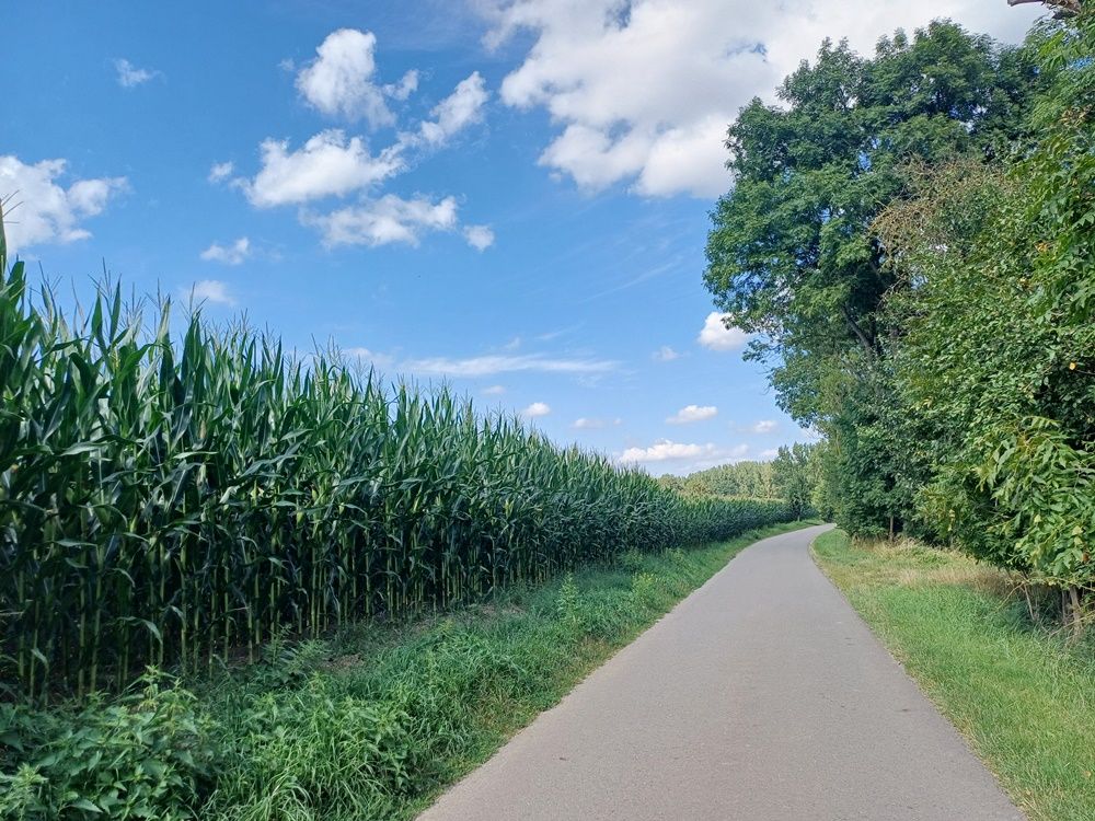 Super Radweg, vorbei an mannsgroßen Mais.