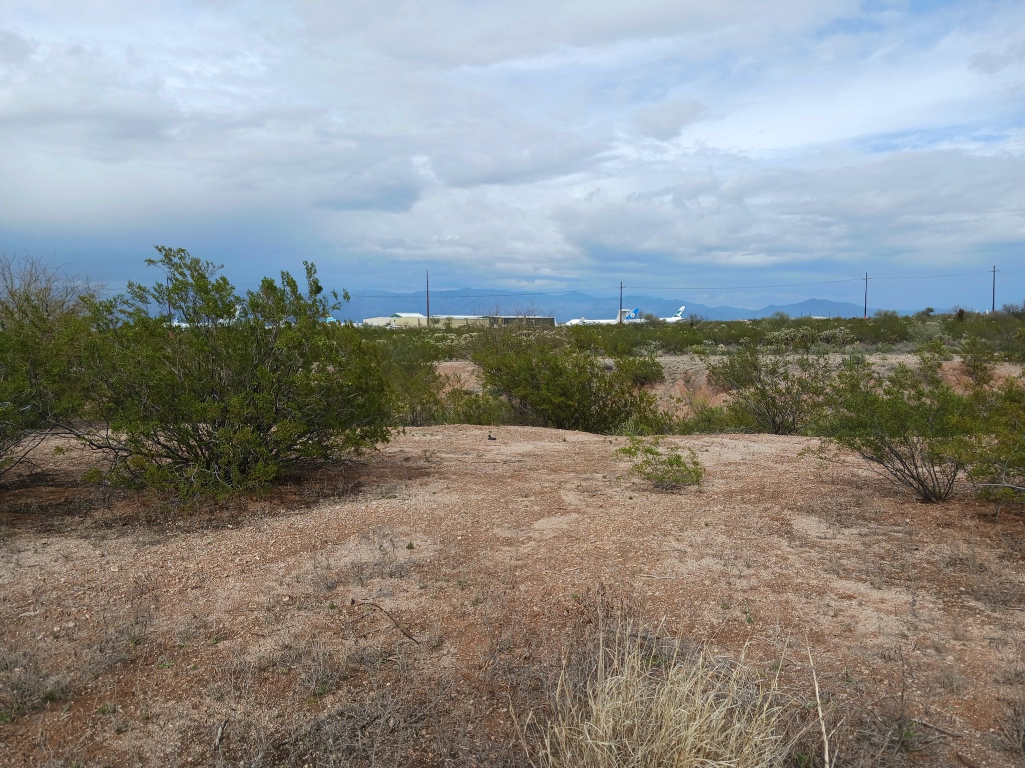 Dry desert landscape with sparse bushes and distant buildings under a cloudy sky. - The Loop