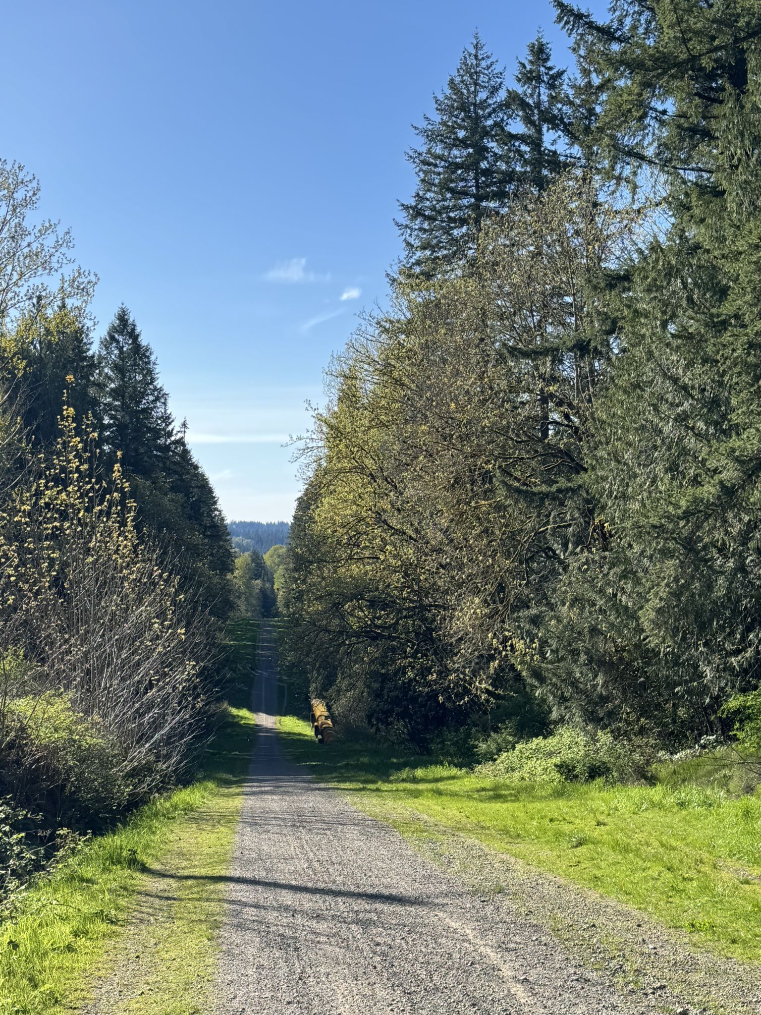 Sunny gravel path through a forest, leading to a distant valley view. - Tolt Pipeline Trail
