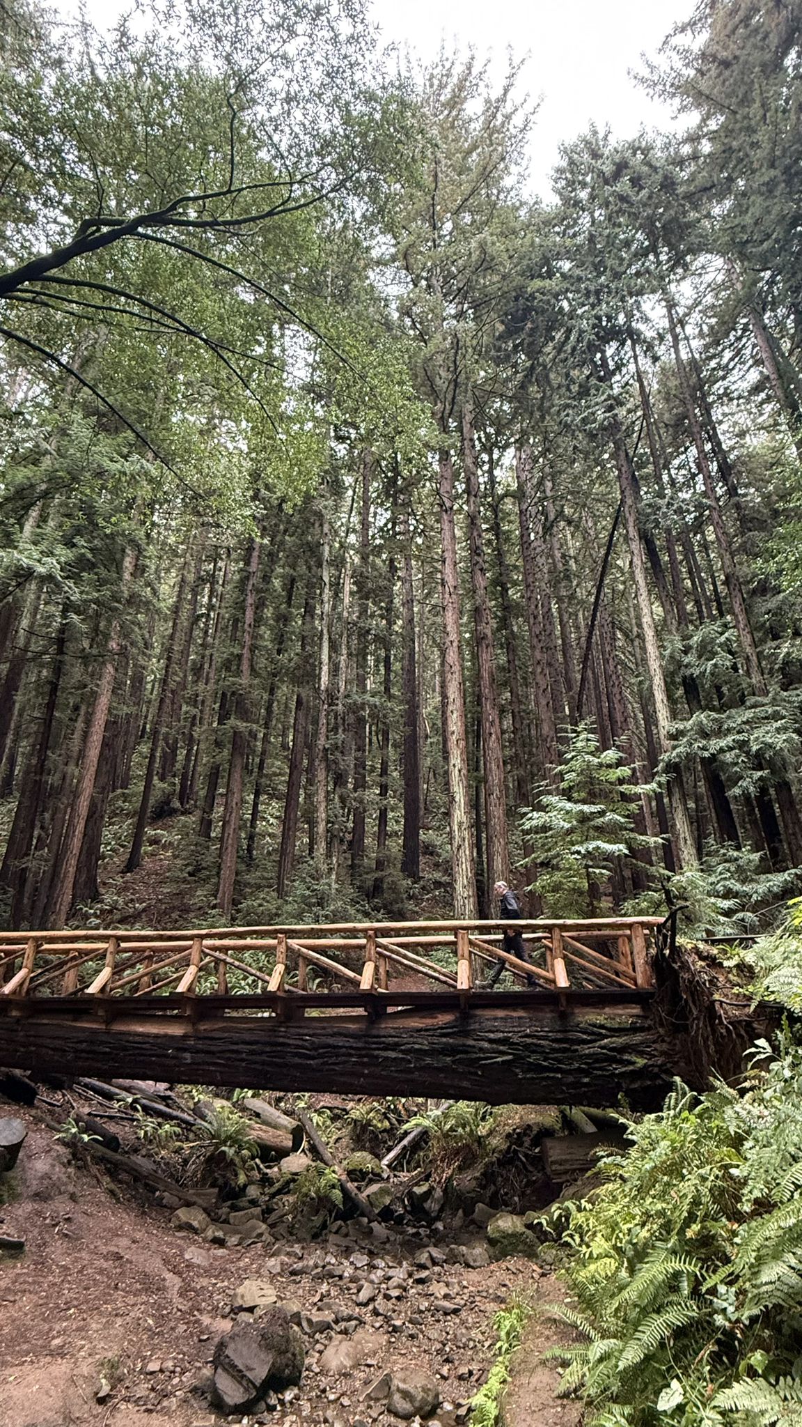 A person stands on a rustic wooden bridge in a tall redwood forest. - French Trail and Stream Trail Loop