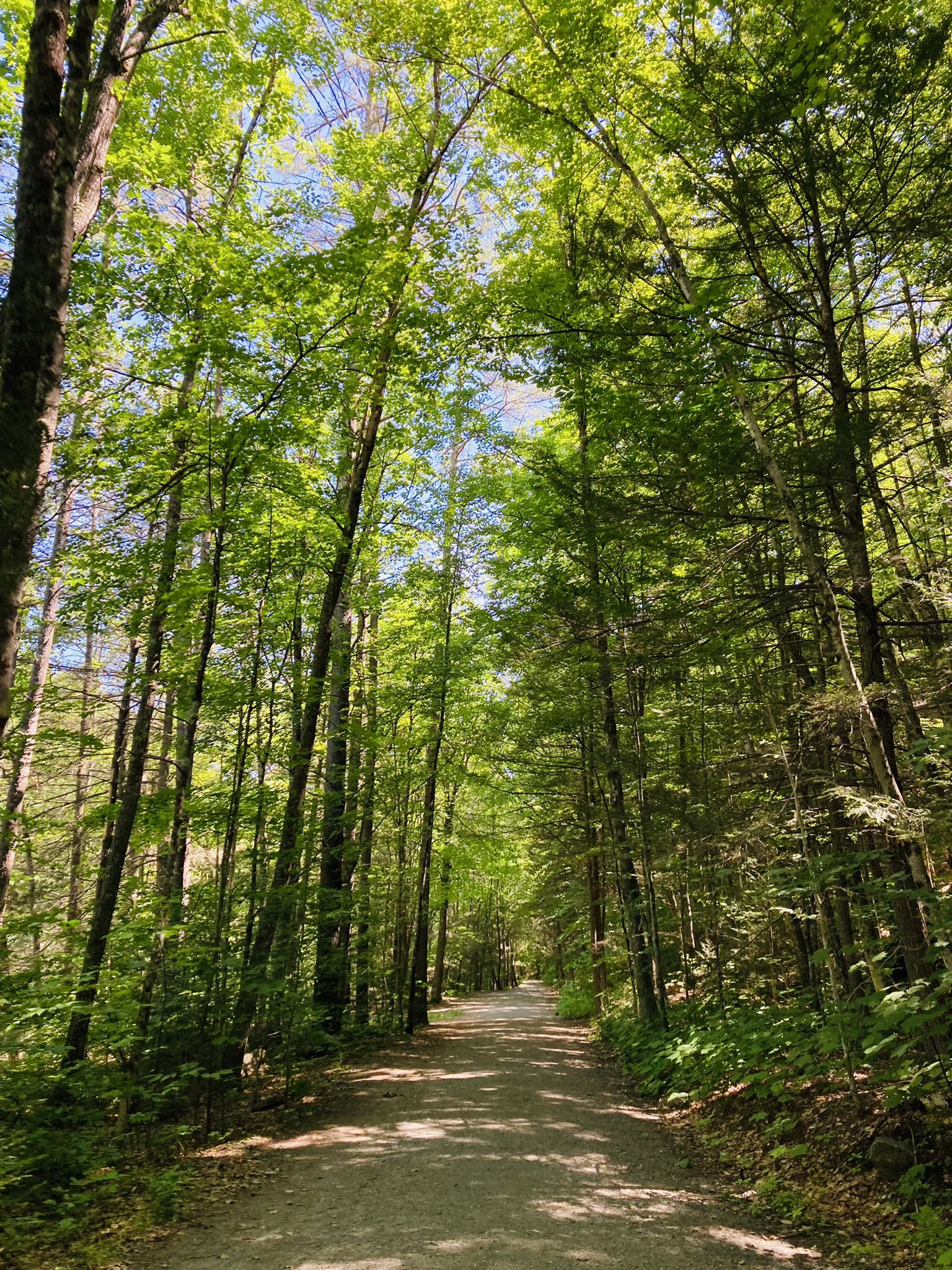 A sunlit dirt path through a dense, tall green forest. - Overlook Trail via West River Trail