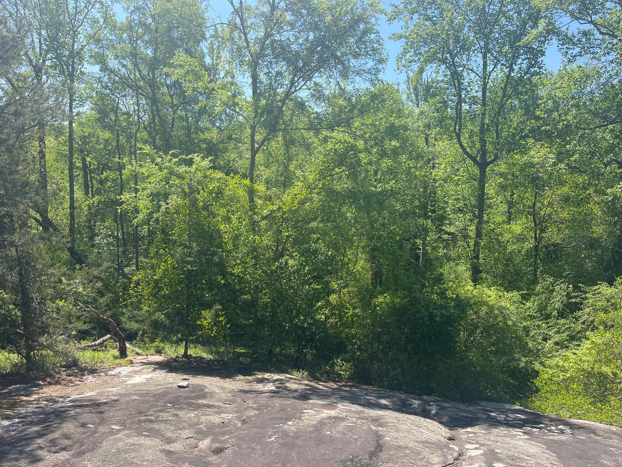 A rocky outcrop overlooks a vibrant green forest under bright sunlight. - Harbins Park lookout loop from Overflow parking