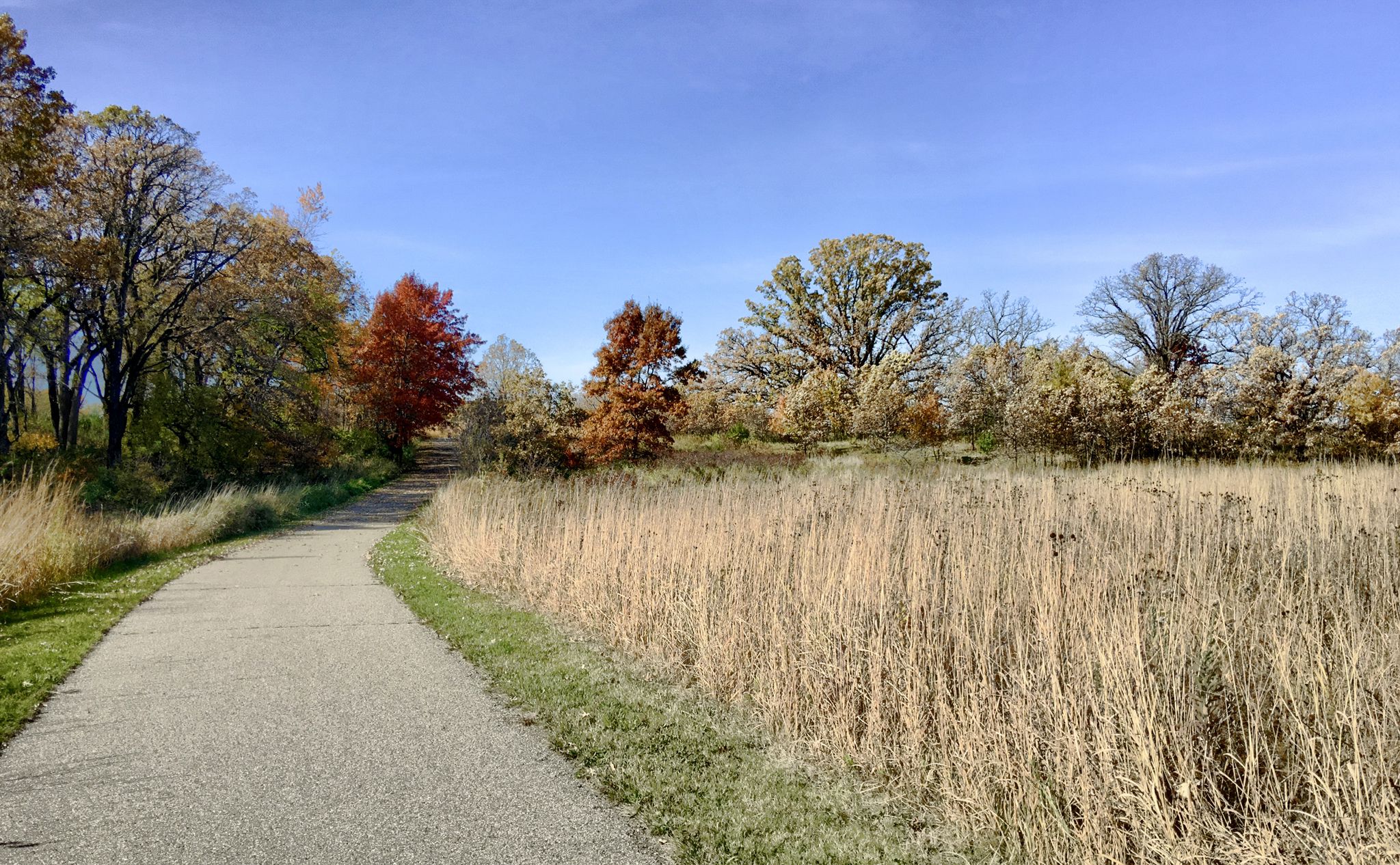 Paved path winding through dry grass and colorful autumn trees under a blue sky. - Myre Big Island State Park Loop