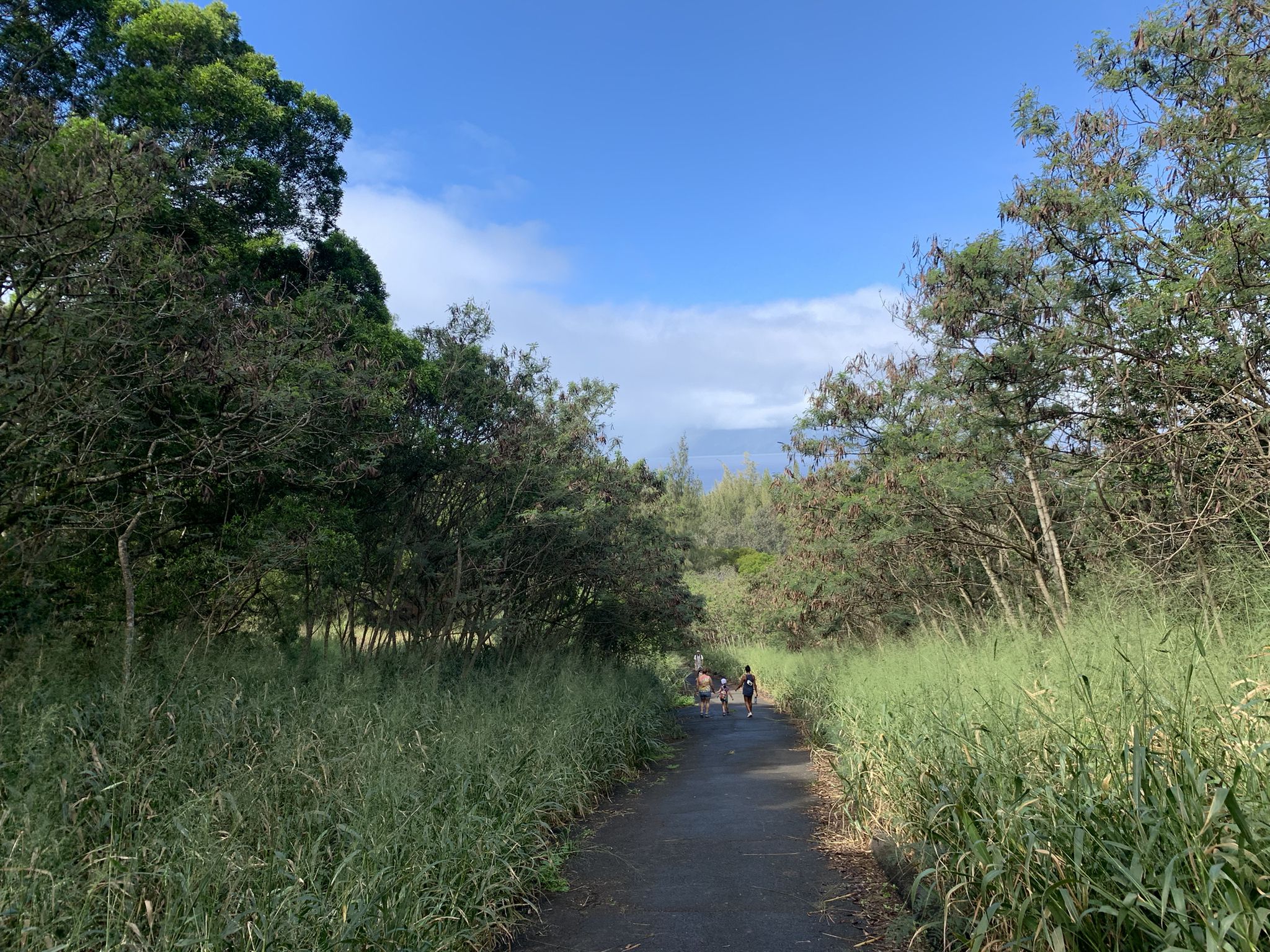 People walk on a paved path through tall grass and green trees. - Kapalua Village Trails loop