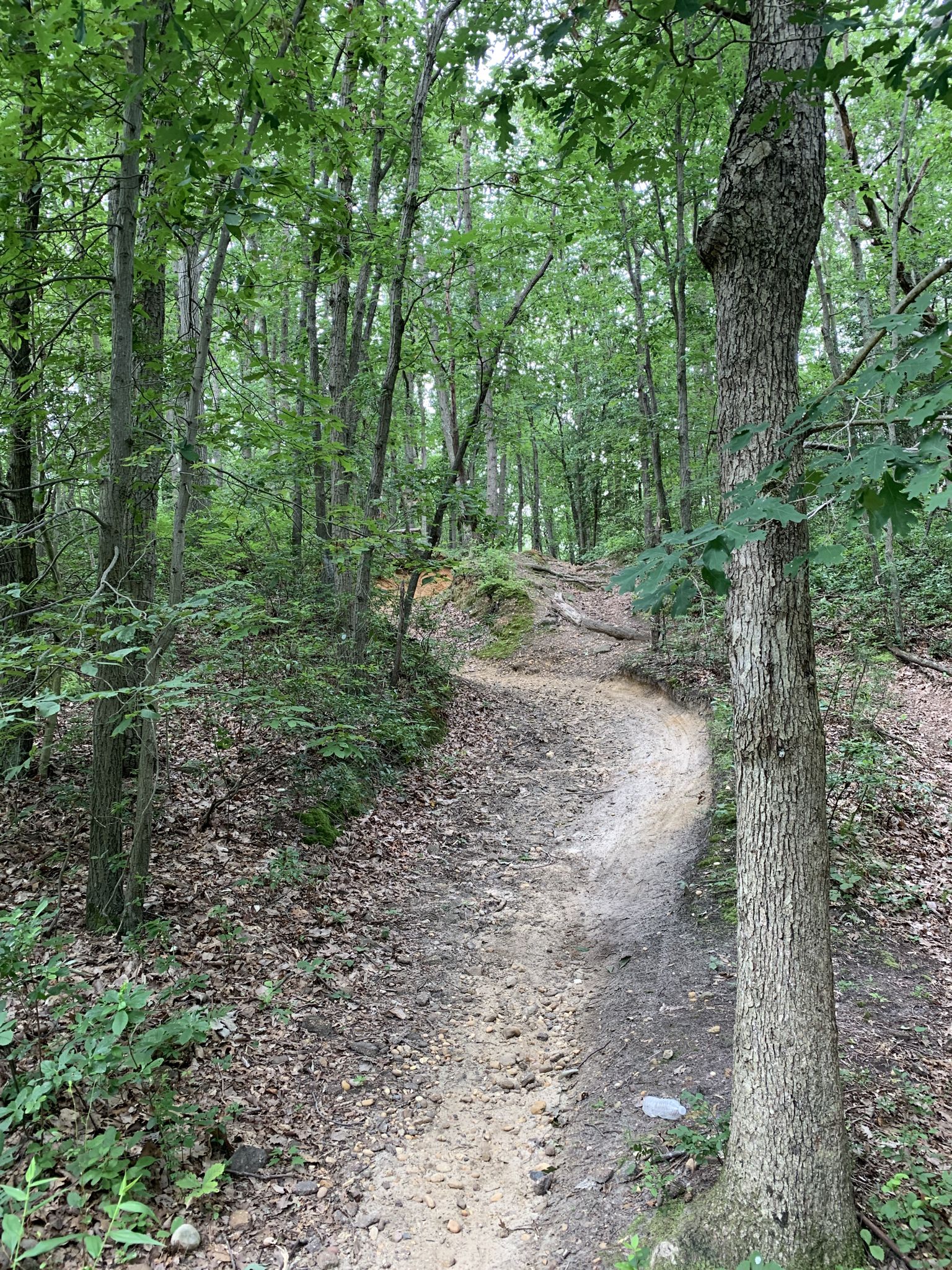 A winding dirt path ascends through a dense green forest on a bright day. - Beginner Loop