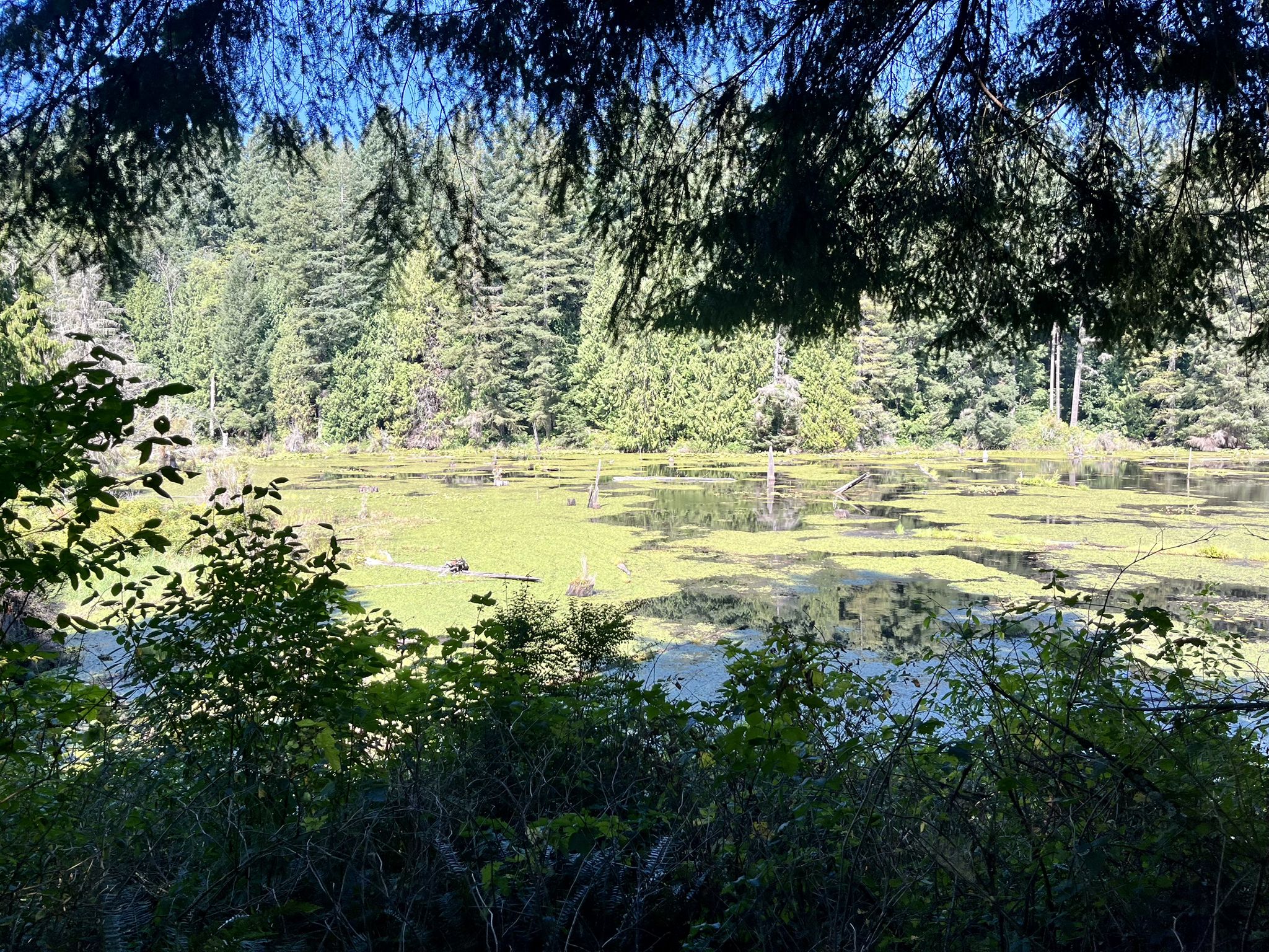 A pond covered in green aquatic plants, framed by dark forest foliage. - Temple Pond Loop – Temple Pond Loop loop from Devils Butte
