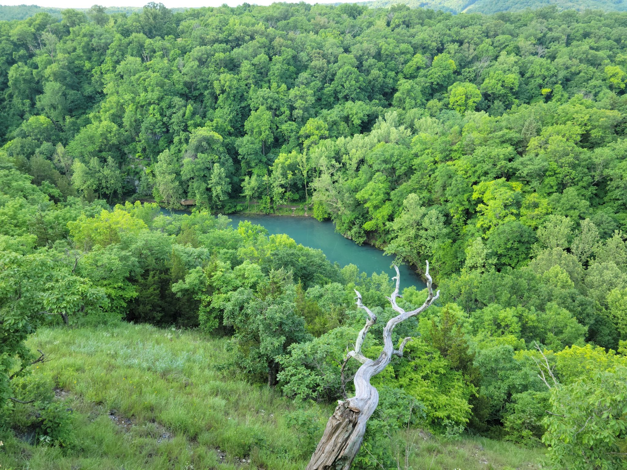 Vibrant green forest surrounds a turquoise pond, with a dead tree trunk. - Castle and Quarry Loop Trail