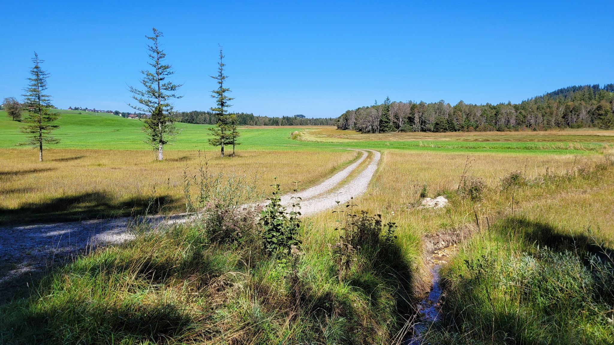Moorlandschaft bei Seeg