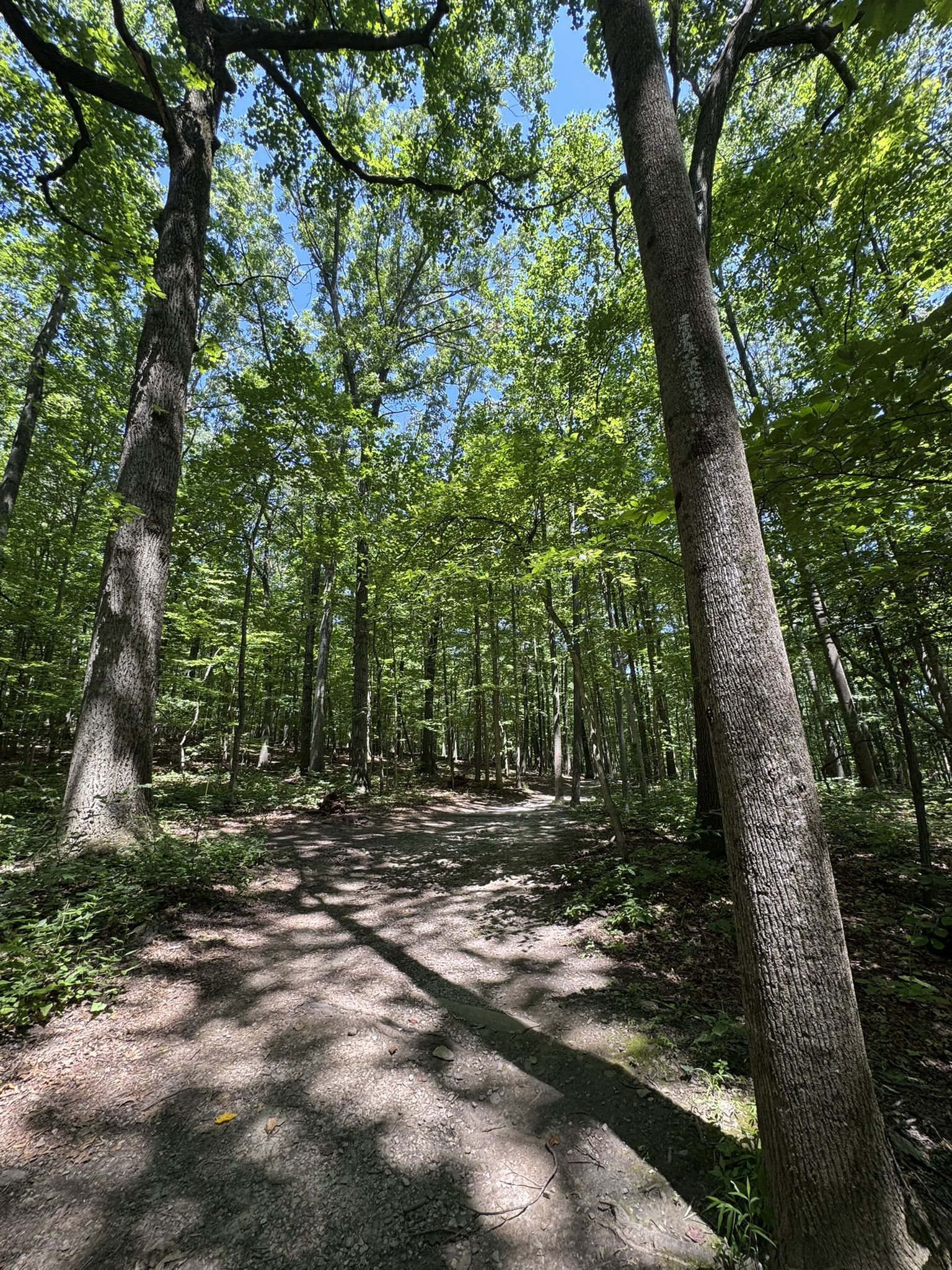 Sunny forest path with tall trees and dappled light. - Mt. Misery Trail