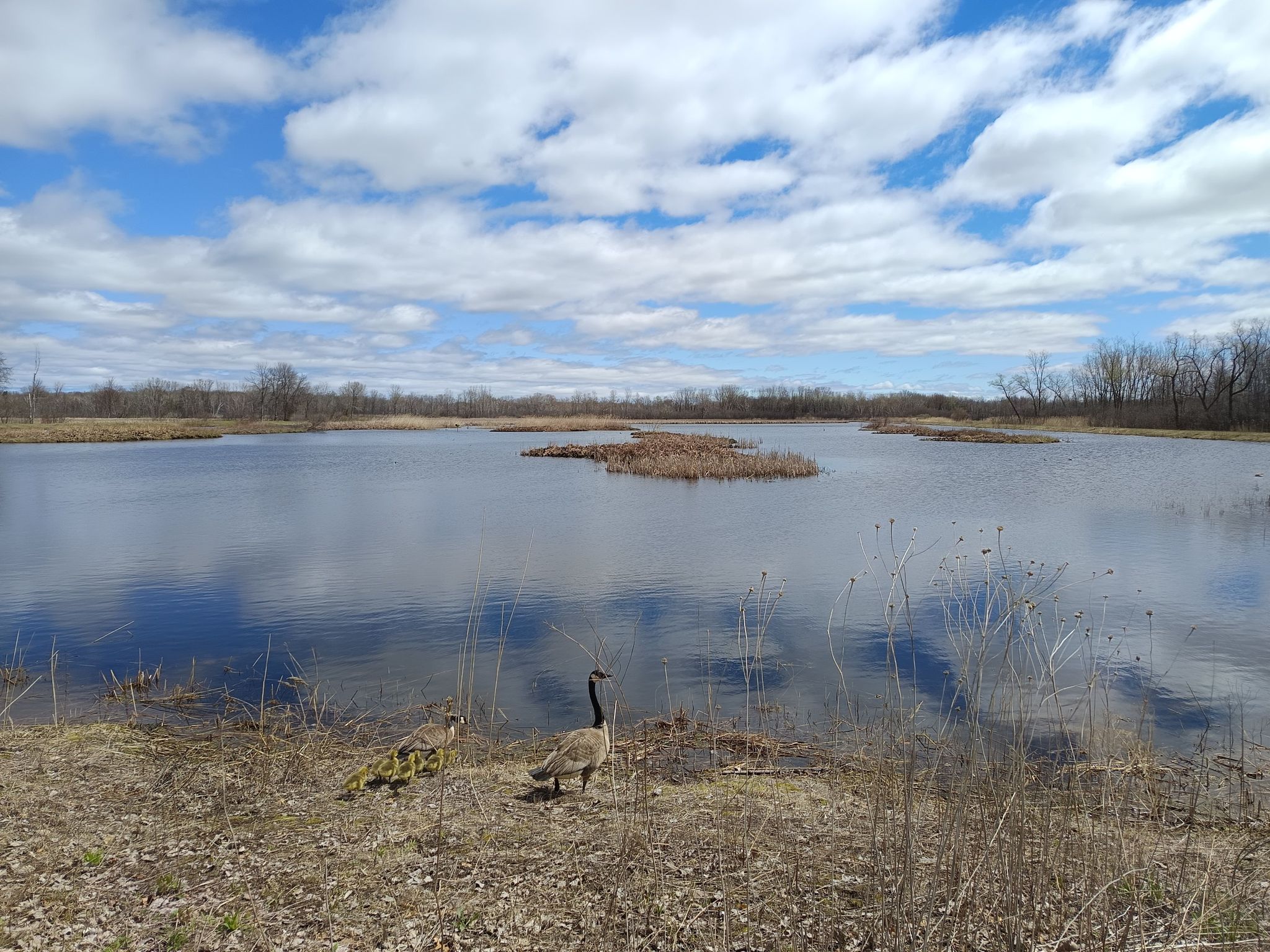 Two geese stand by a calm pond under a bright, cloudy sky. - Barkhausen County Park
