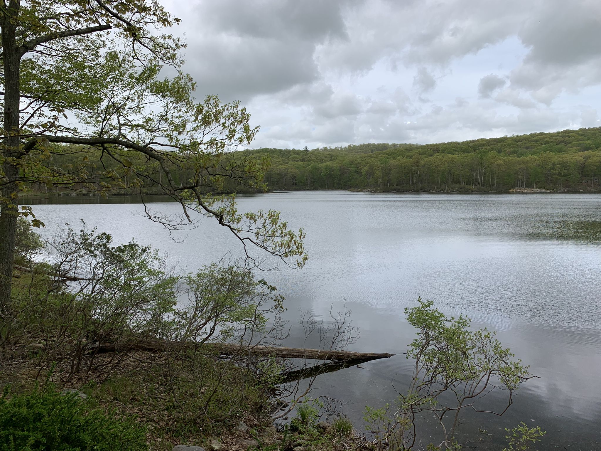 Overcast sky above a calm lake with forested shores and a fallen log. - Lake Welch Beach – Lake Tiorati loop from Jackie Jones Mountain