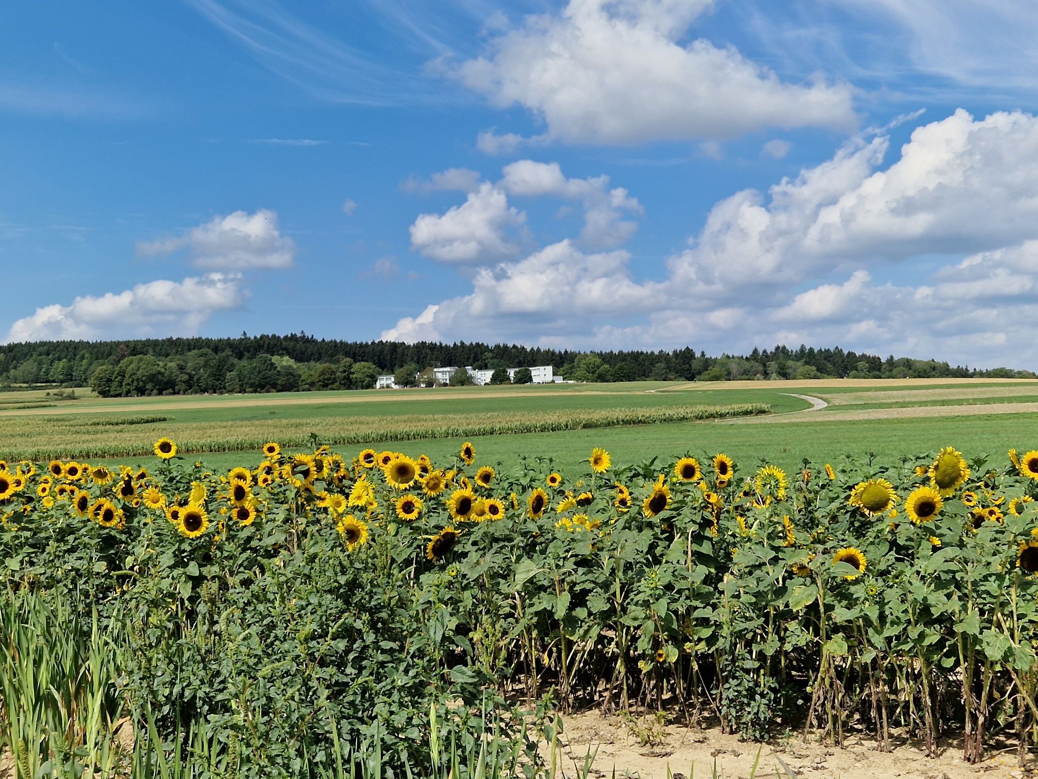 Sonnenblumen vot Reha-Klinik