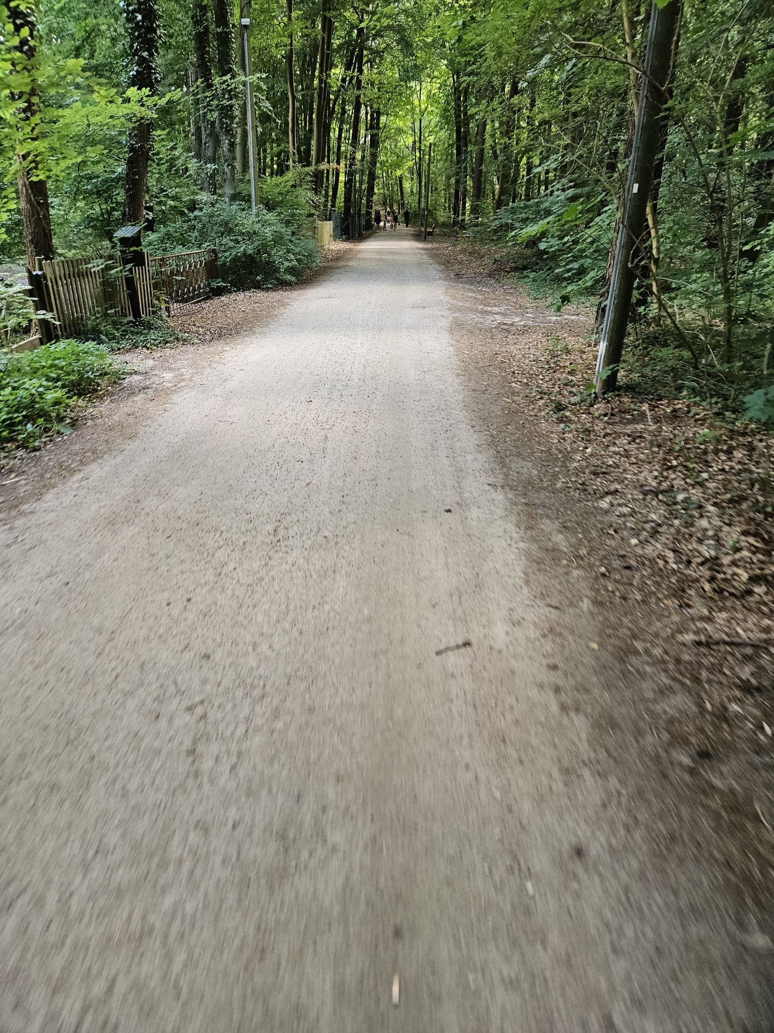 Waldstück ab Zempin