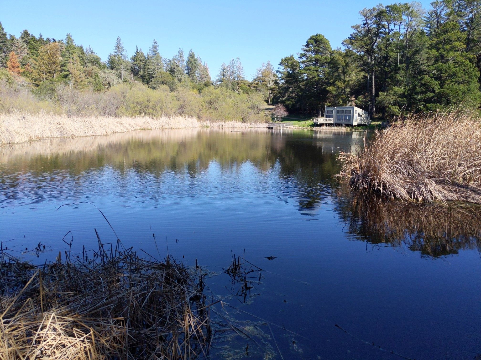 A lake with dry reeds, reflecting trees and a building under bright sun. - Alpine Pond Loop