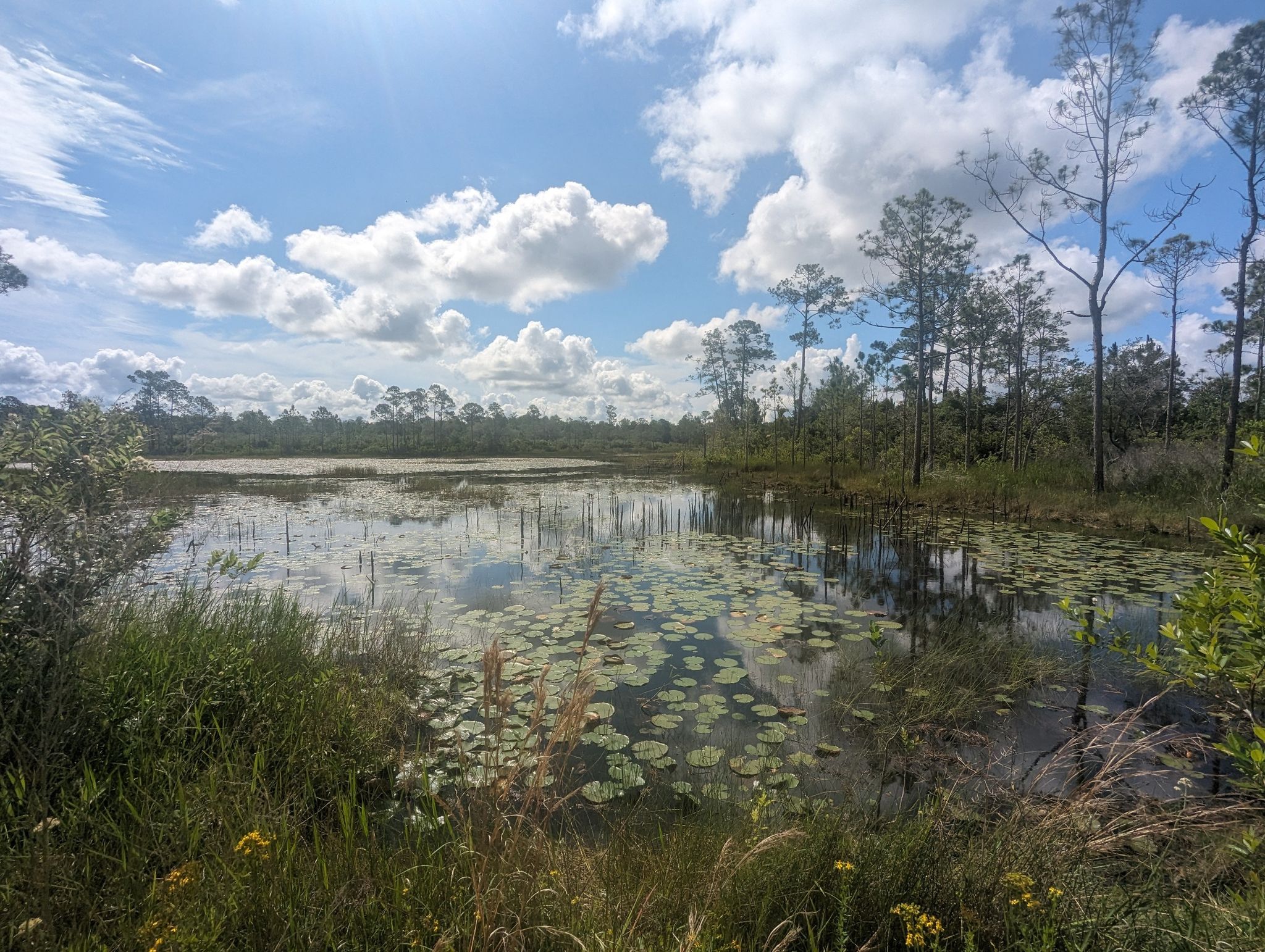 Sunny wetland with lily pads, tall trees, and a bright blue sky. - Geneva Wilderness Loop