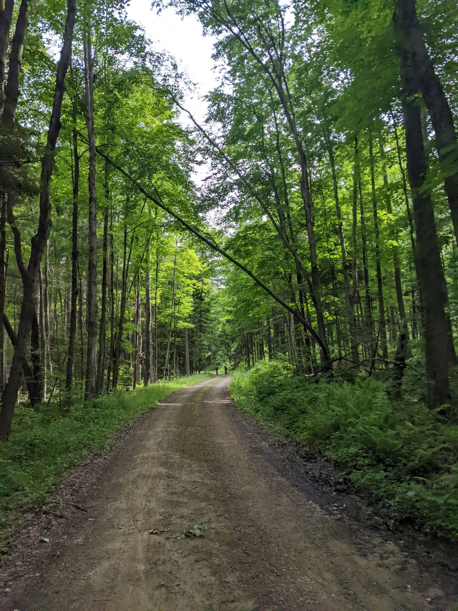 A dirt road through a dense green forest with a fallen tree overhead. - Loyalsock Canyon Vista – Worlds End State Park loop from Recreational Parking
