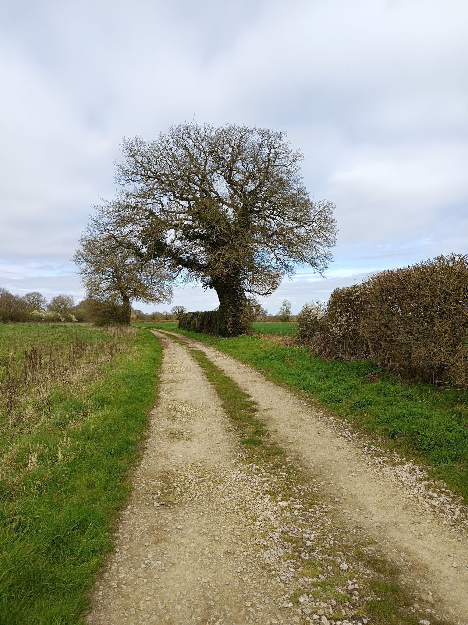 Oak 