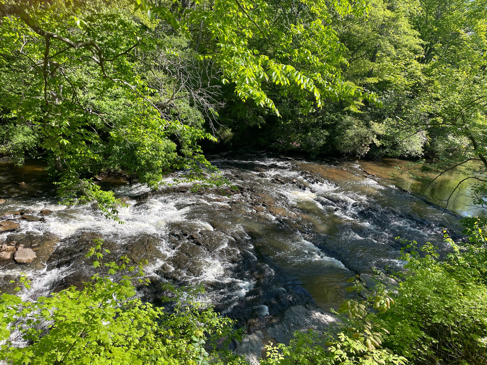 Rushing river with white rapids surrounded by lush green trees on a sunny day. - Ivy Creek Greenway