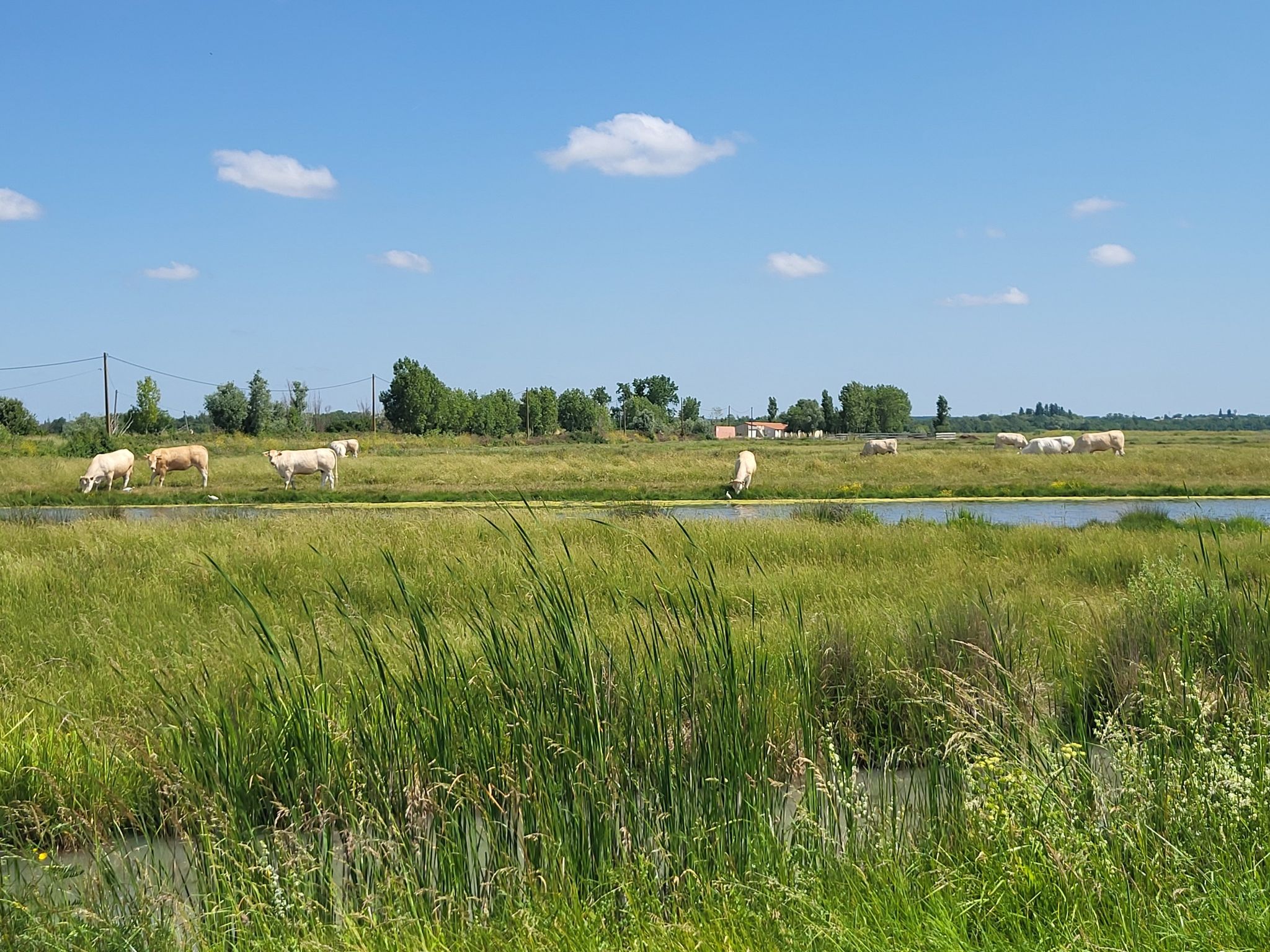 cows and egret