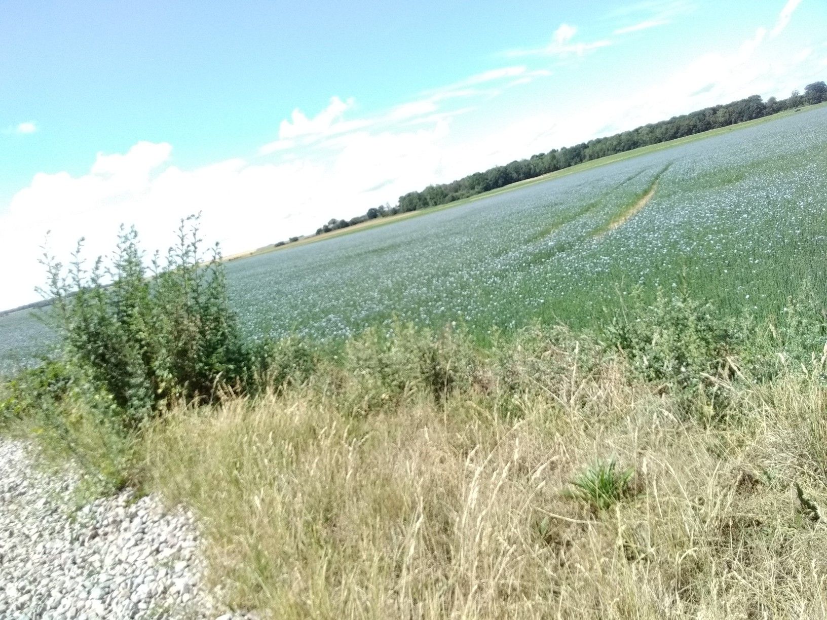 champs de fleurs