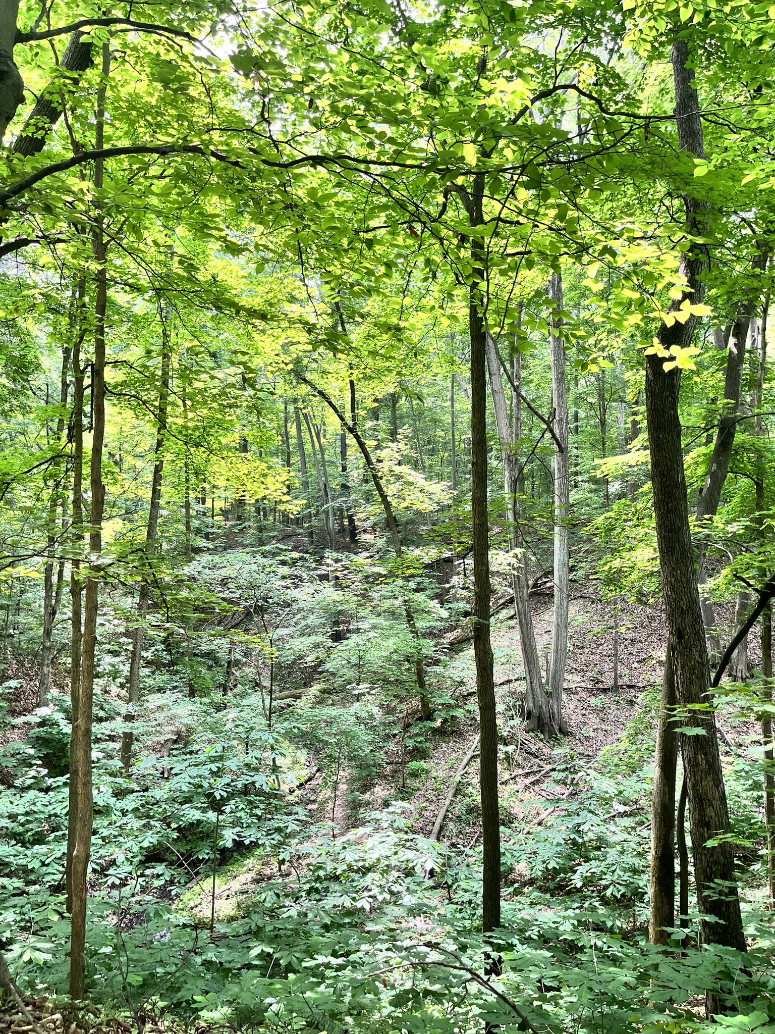 Dense forest with lush green foliage and dappled sunlight on a hillside. - Tree Research Area loop from Doris Westfall Prairie Restoration Nature Preserve