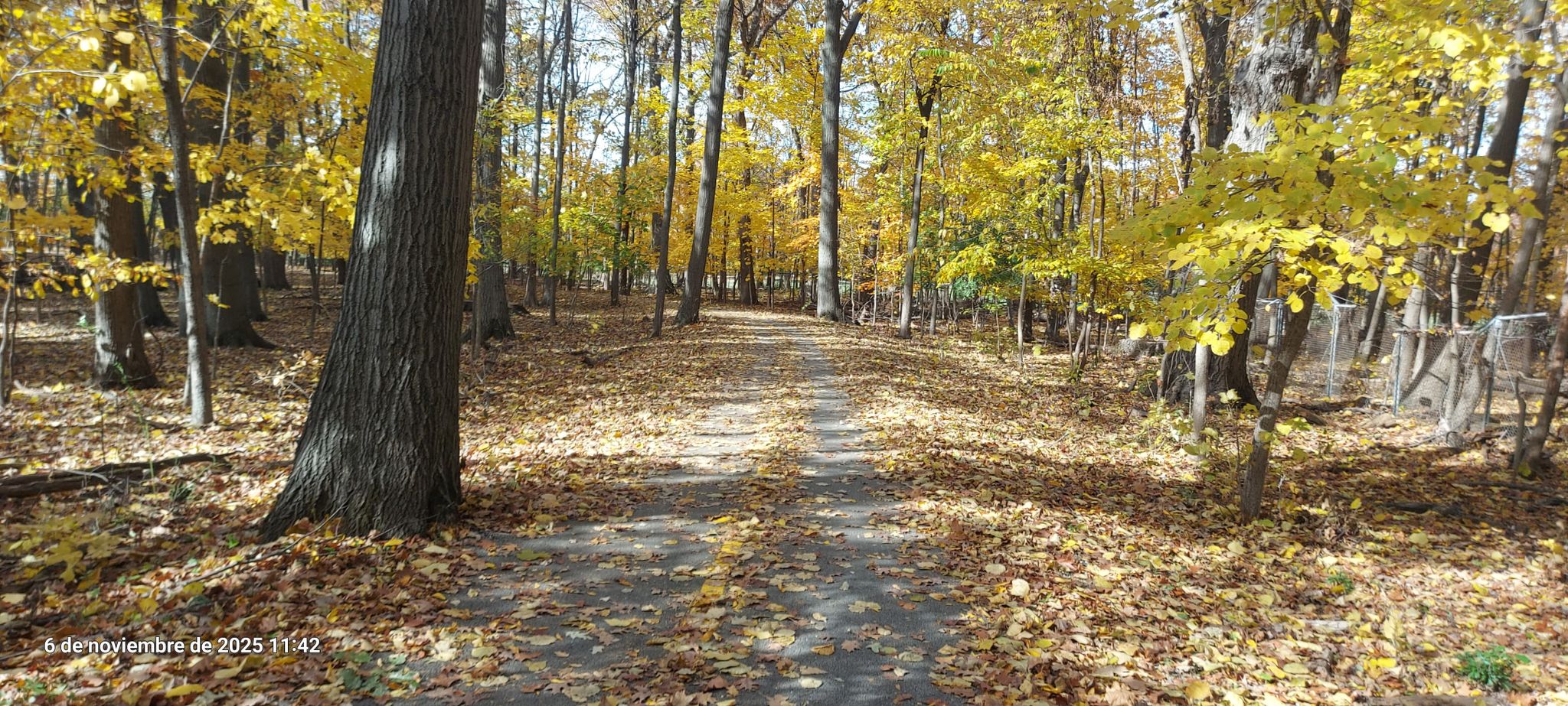 Forest path covered in golden autumn leaves, with tall trees under sunlight. - Harms Woods Preserve – Harms Woods Preserves loop from Golf