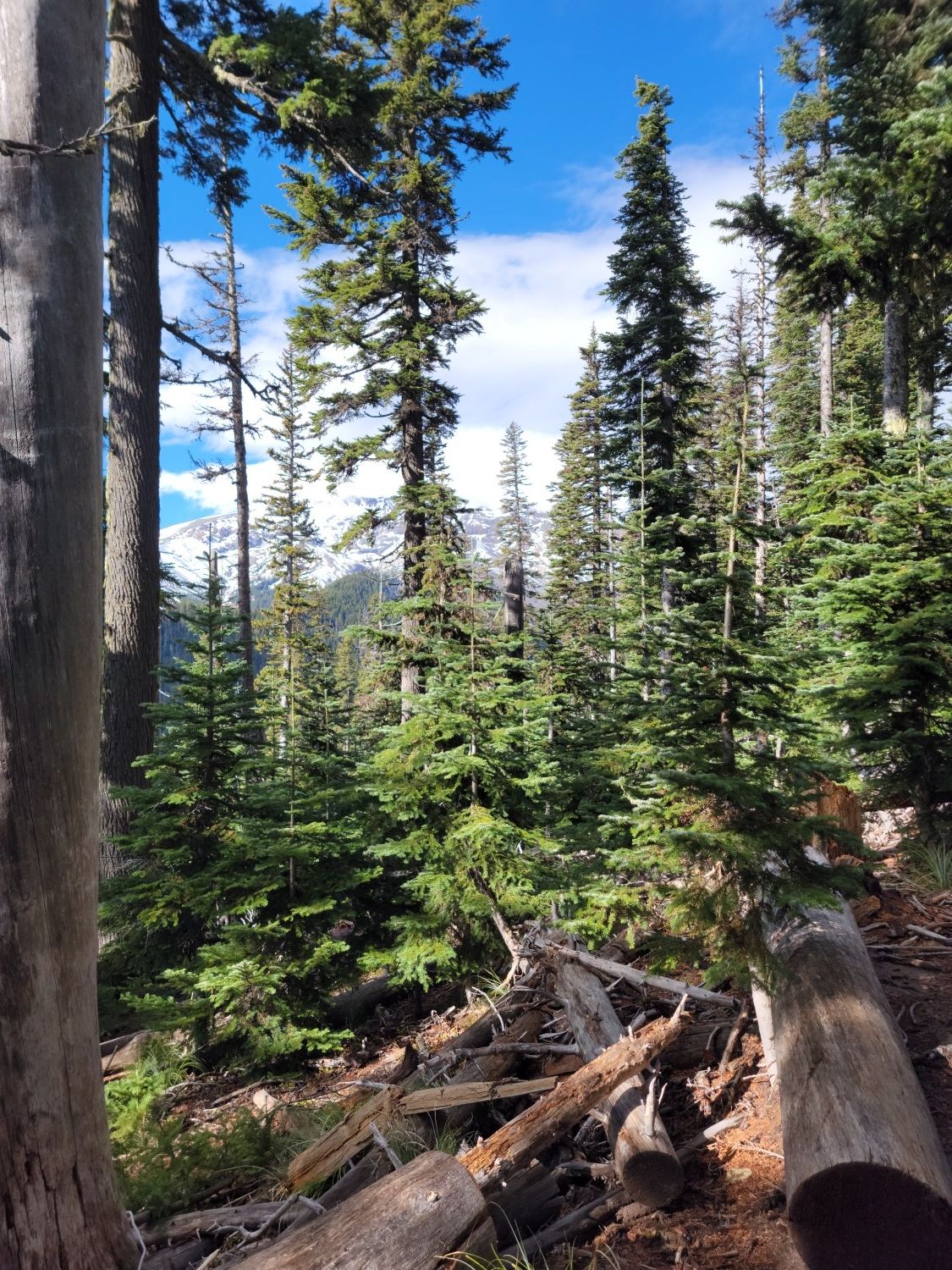 Tall evergreen trees and fallen logs in a sunlit forest under a blue sky. - Elk Meadows Trail #645