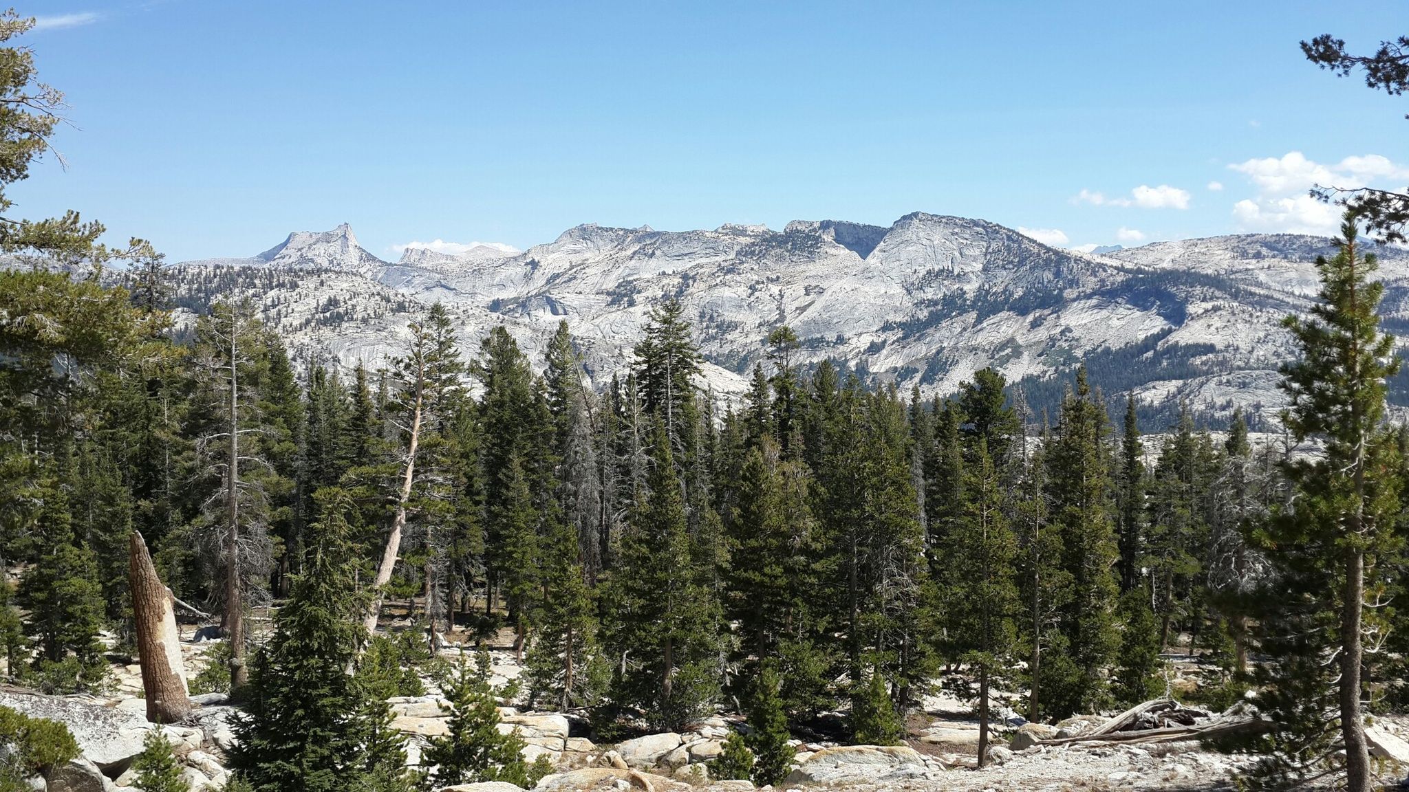 Dense pine forest with rugged, rocky mountains under a clear blue sky. - Tenaya Lake and May Lake Loop