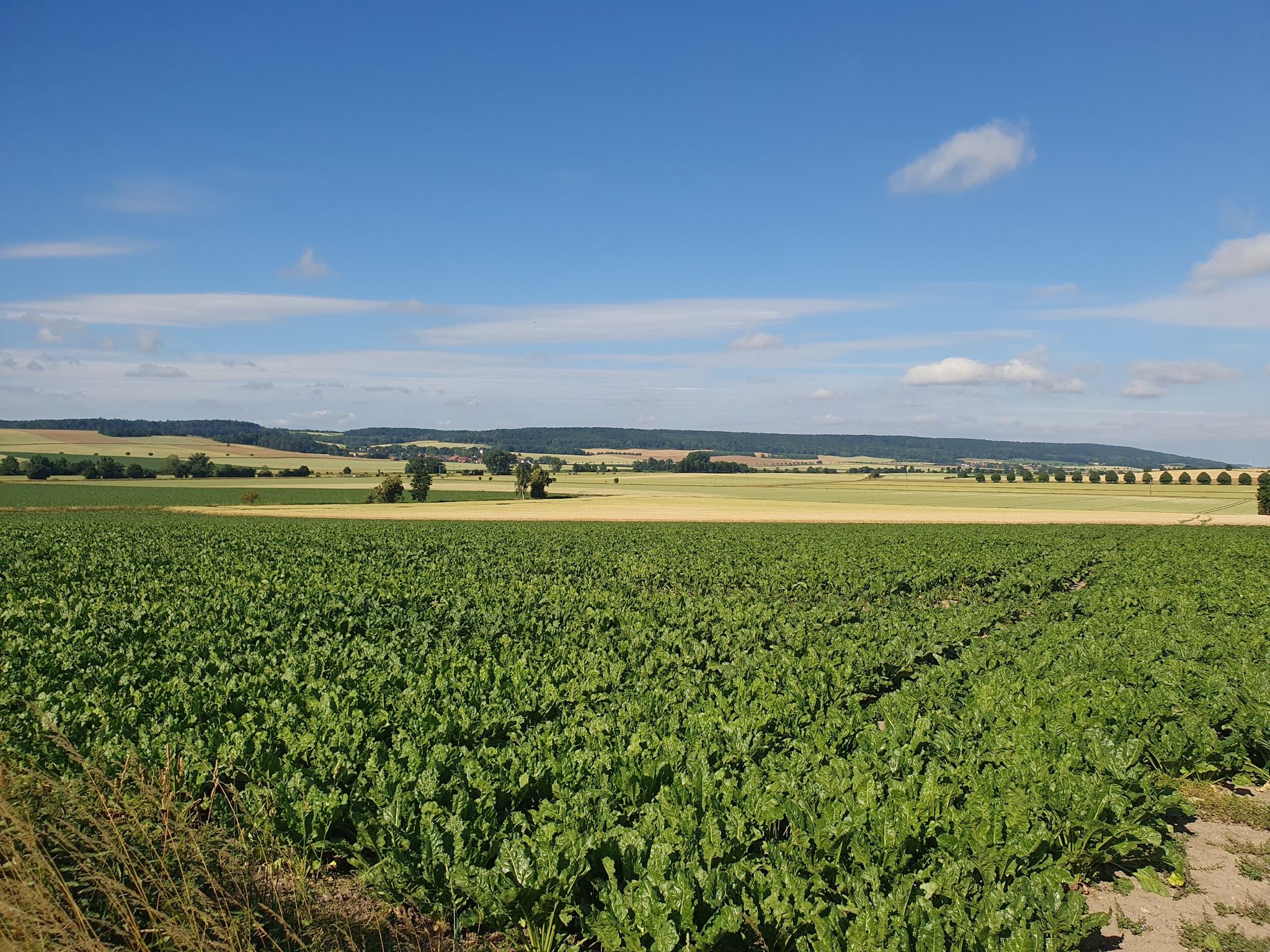 Asse im Hintergrund