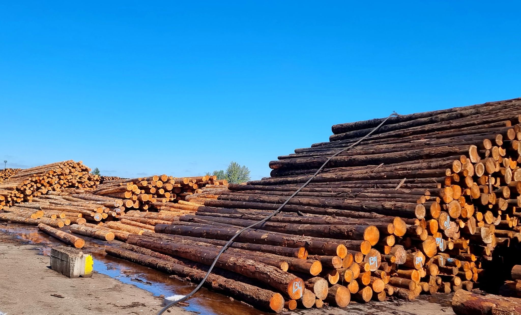 Huge piles of freshly cut logs stacked under a bright blue sky. - Mill Race Path