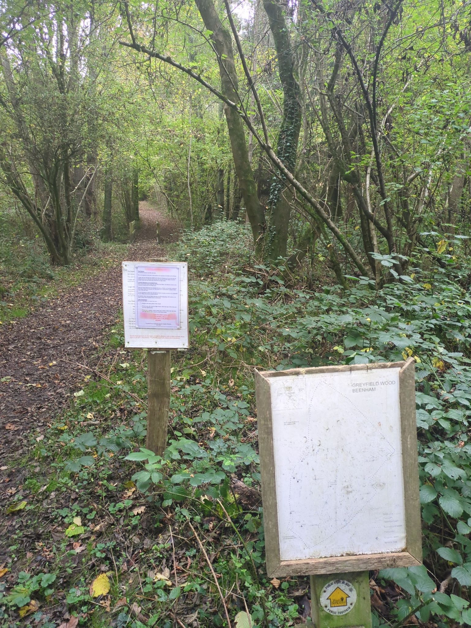 Greenfield wood
