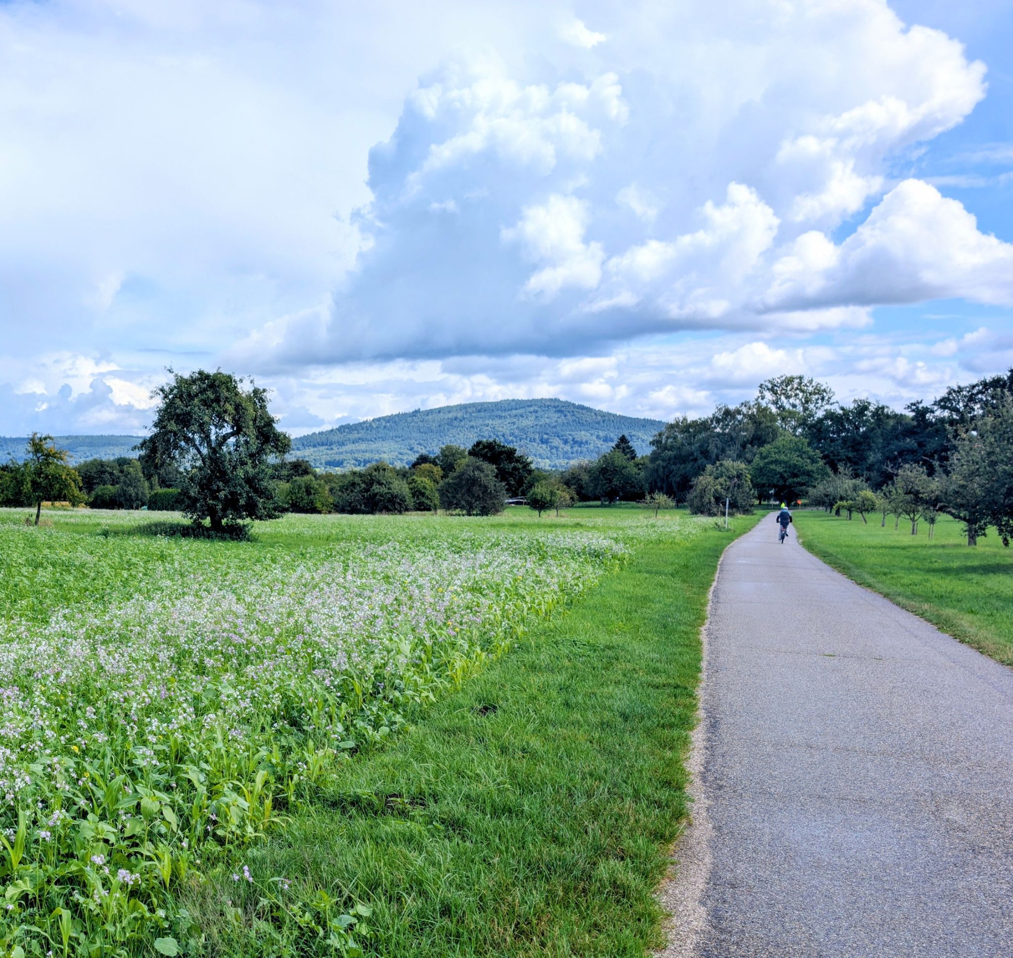 Blick auf den Schwarzwald