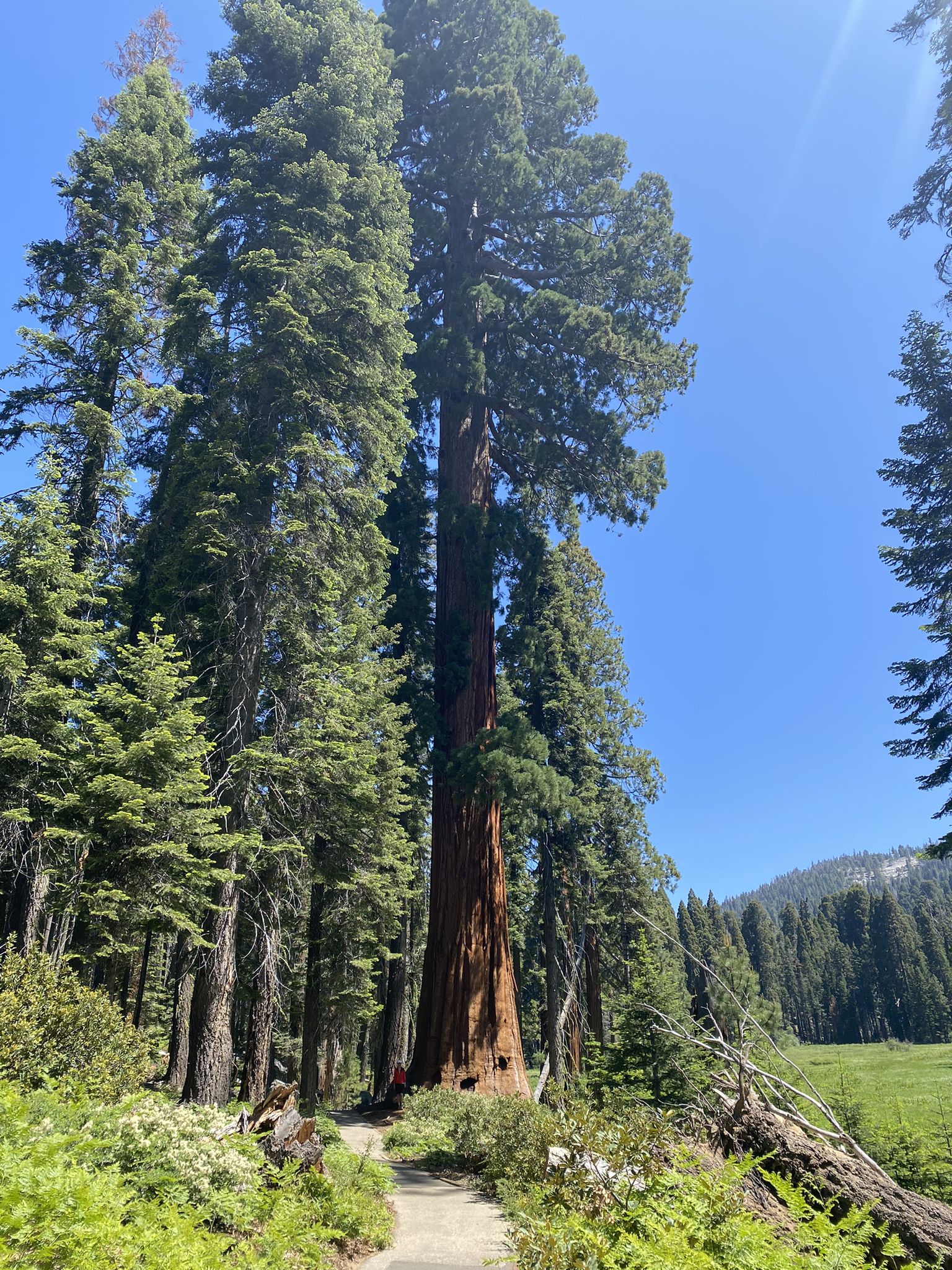 A very tall, thick redwood tree stands beside a dirt path. - High Sierra, Tharp's Log, and Crescent Meadow Loop