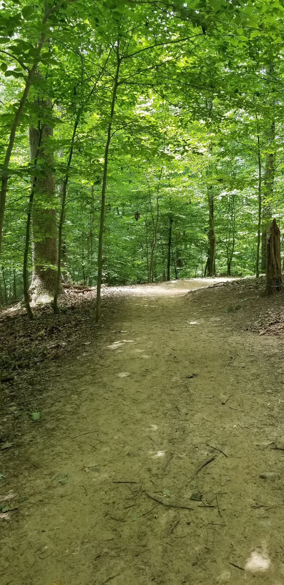 A winding dirt path leads through a vibrant green, sunlit forest. - Running loop from Fountainhead Regional Park