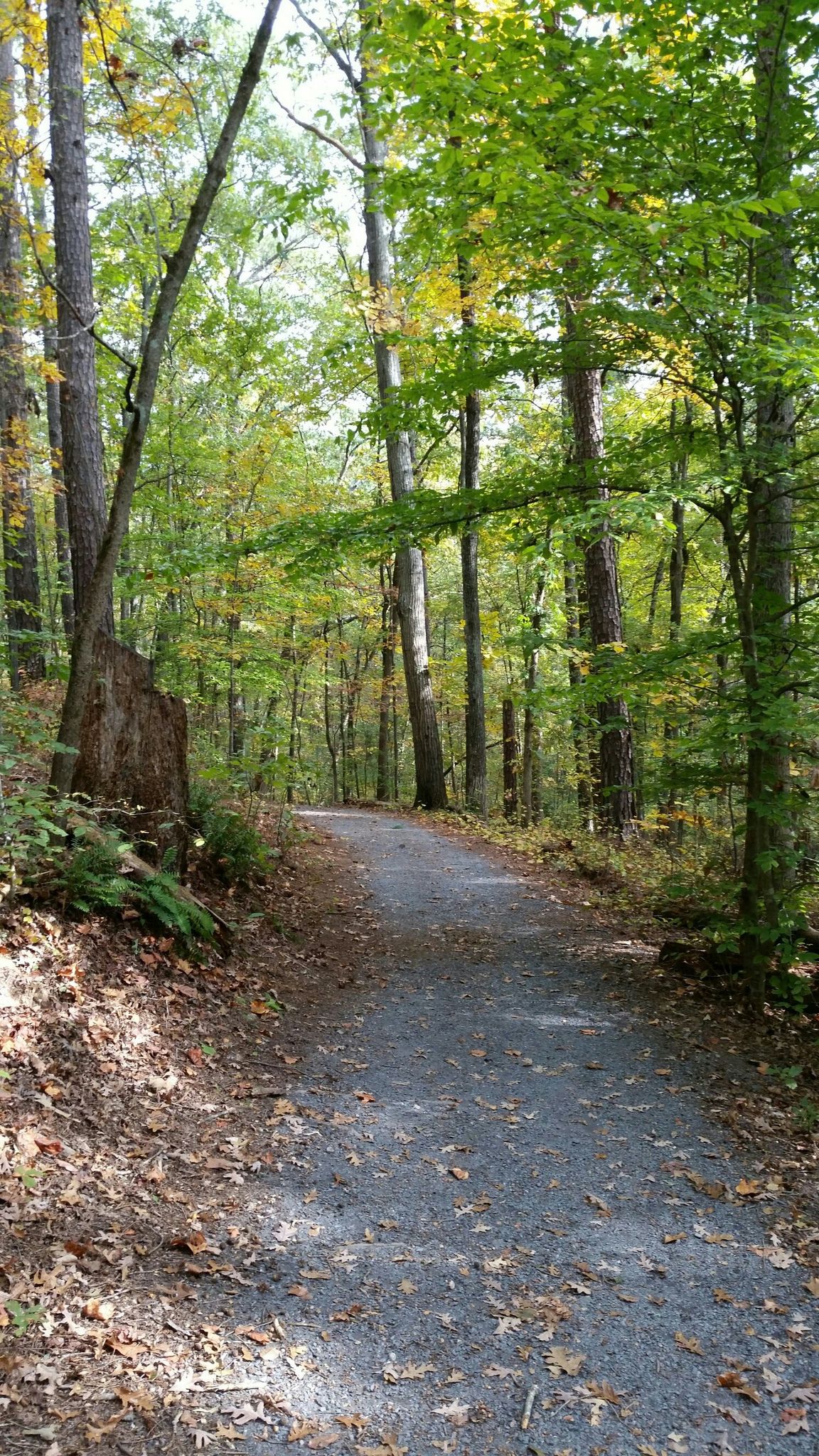 Paved path through a sun-dappled forest with green and yellow leaves. - Hiking loop from Fulton County