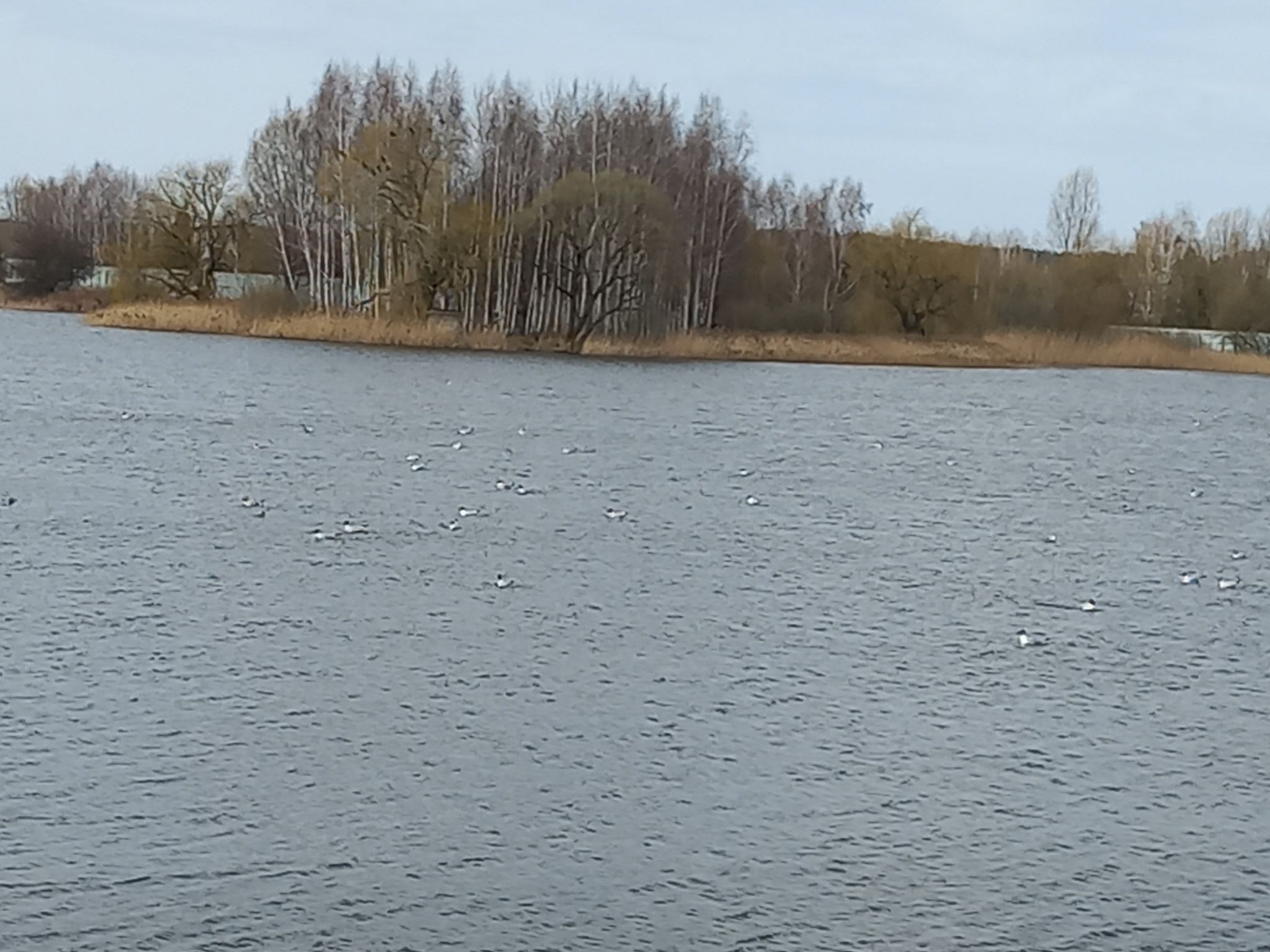 Чайки