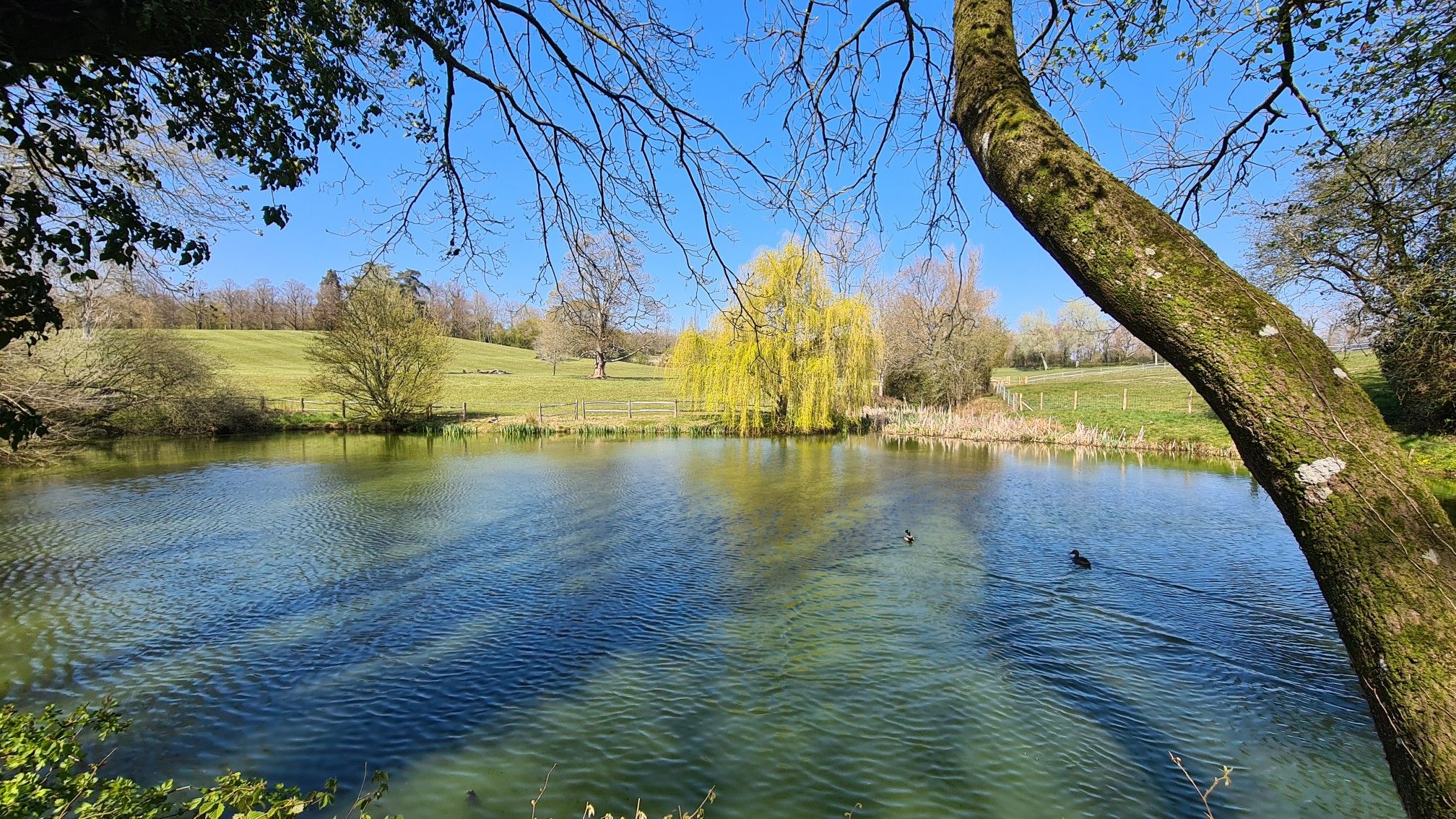 Lovely pond