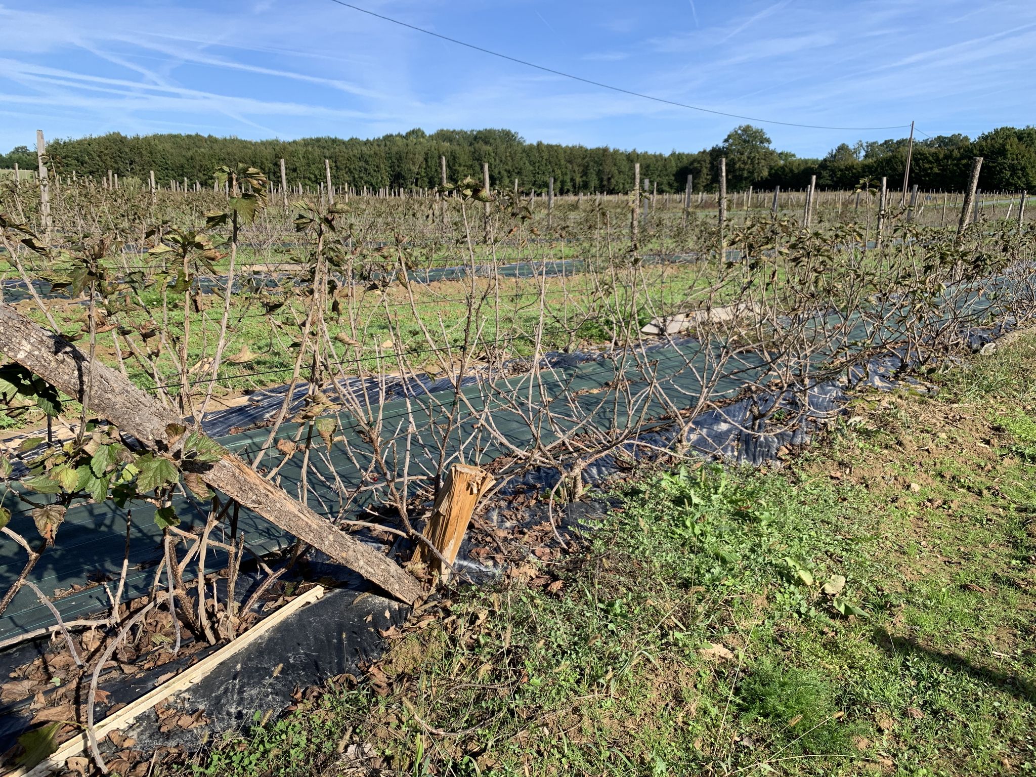 Schwarze Johannisbeer-Plantage