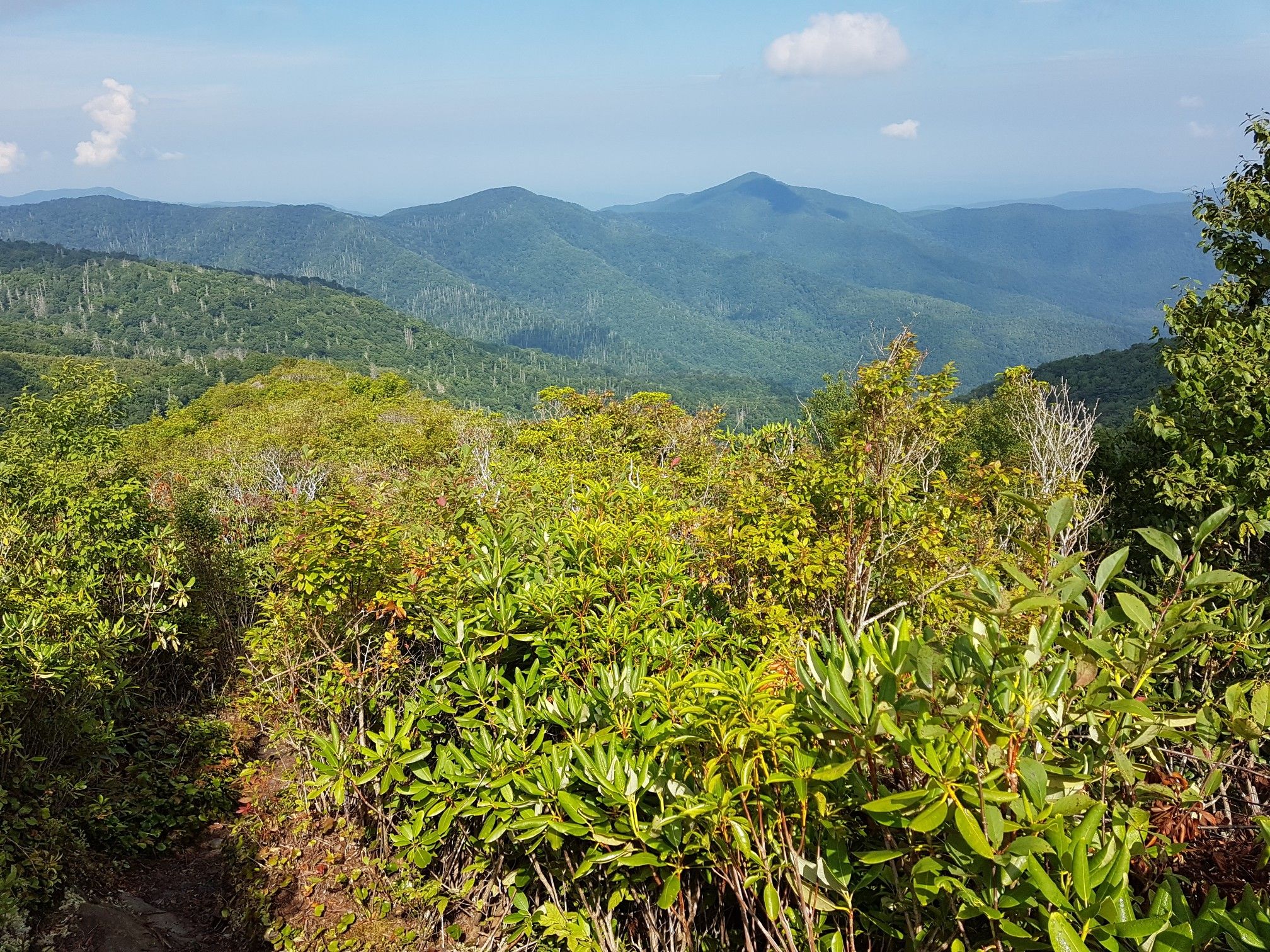 Dense green foliage in foreground with rolling mountains under a blue sky. - Slickrock Creek and Benton MacKaye Trail Loop