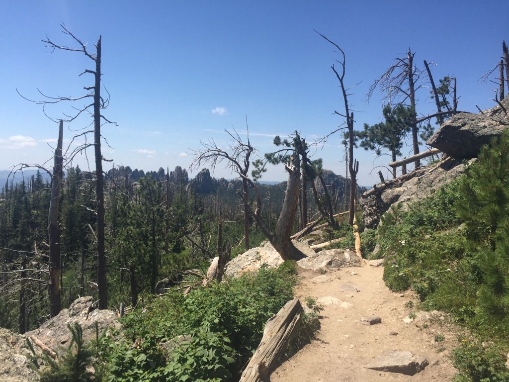 Dirt path through a rocky forest with dead trees under bright blue sky. - Black Elk Peak via Cathedral Spires Trail