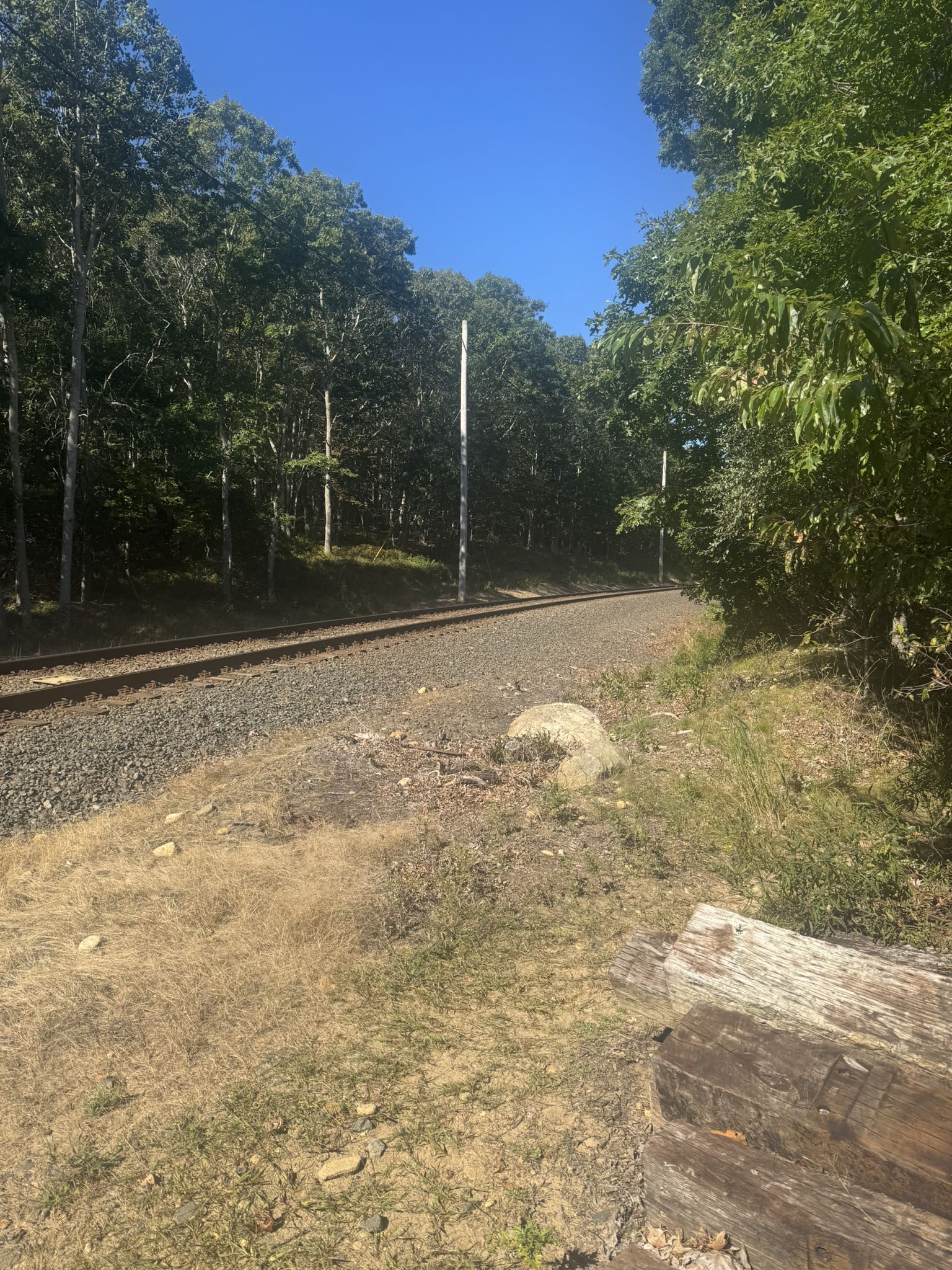 Railroad tracks winding through a dense forest on a bright, sunny day. - Paumanok Path and Fort Pond Loop