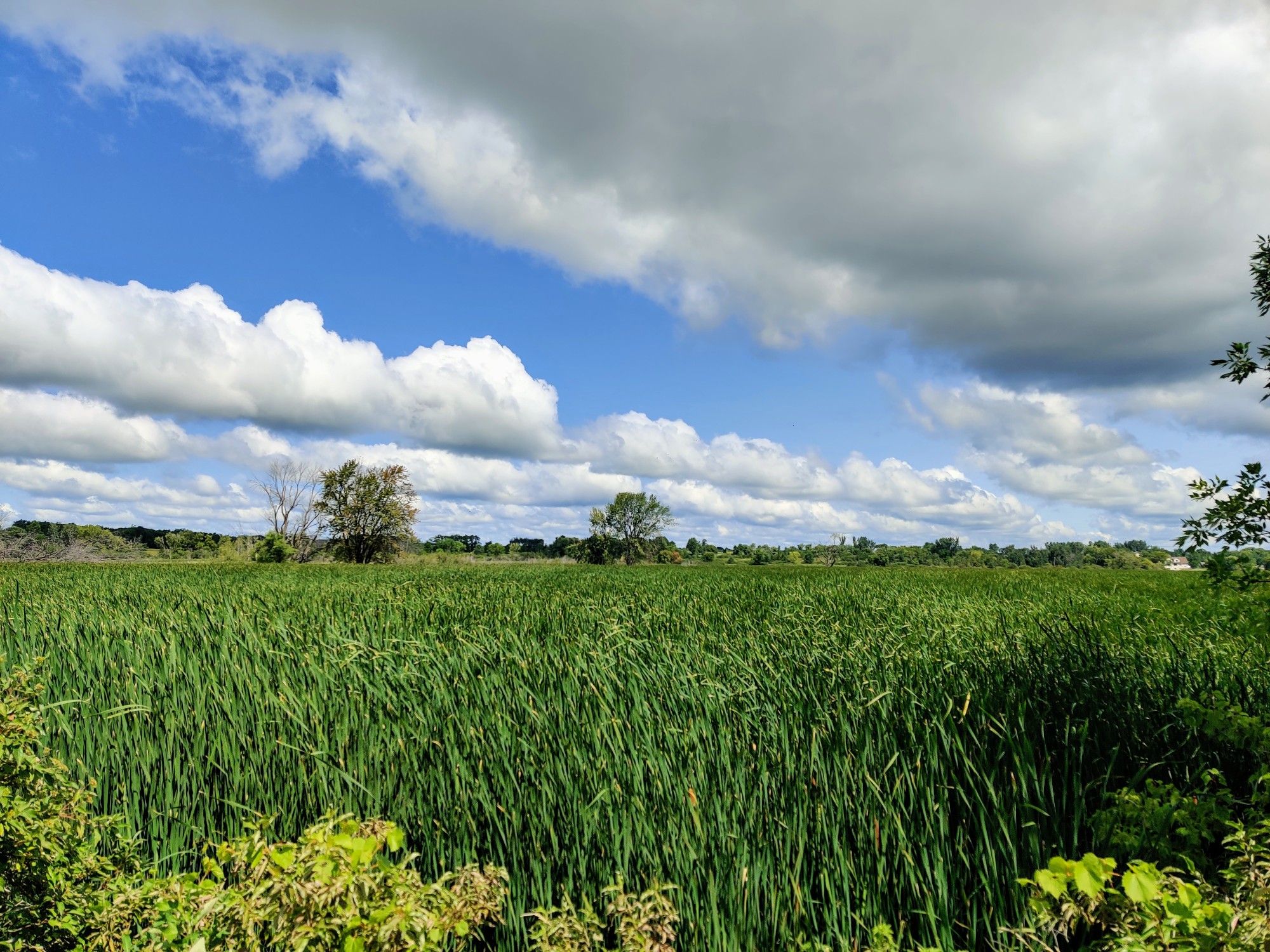 Expansive green field under a partly cloudy blue sky. - Cannon Lake – Crossing the Cannon River loop from Faribault